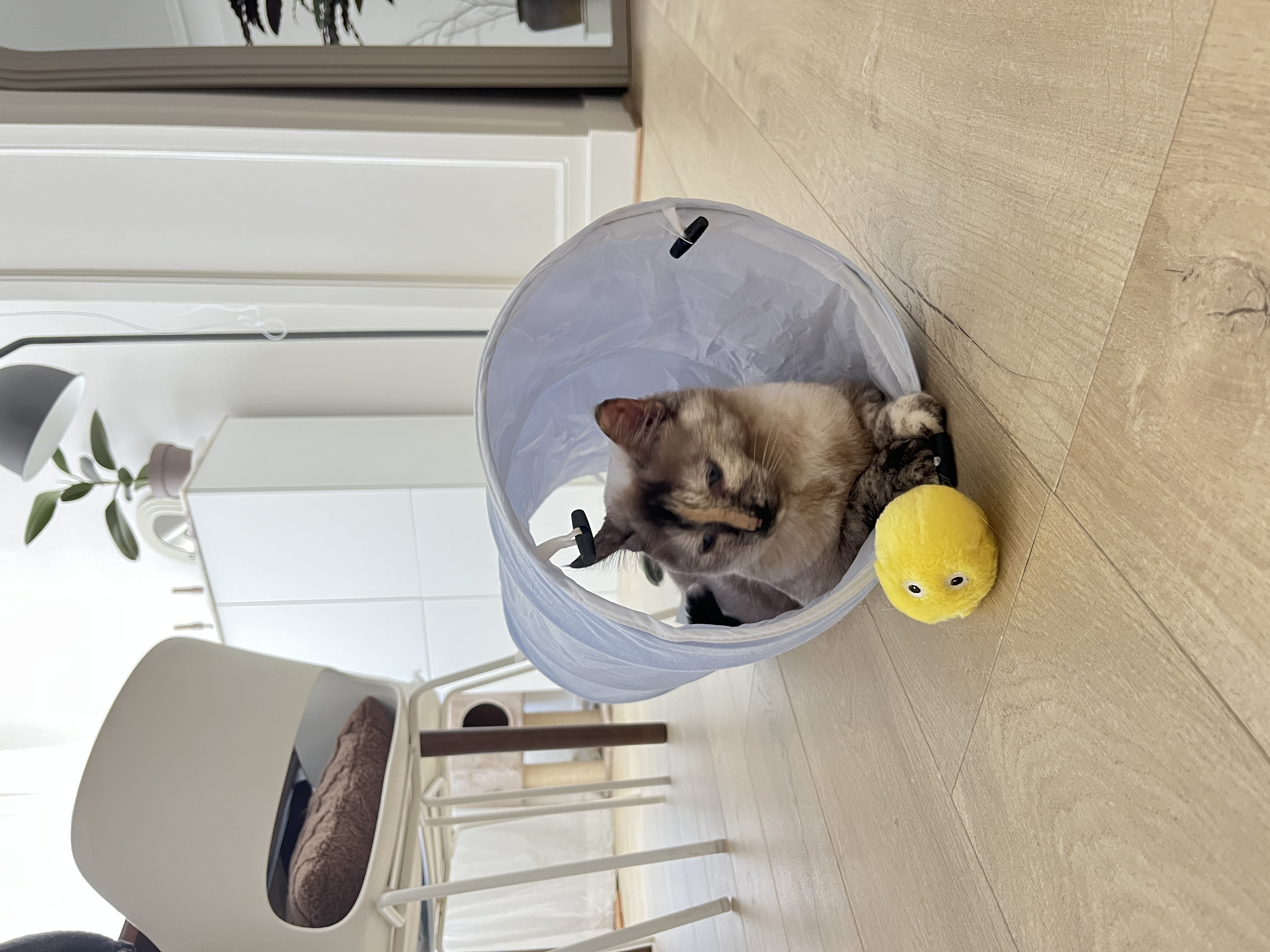 image-6