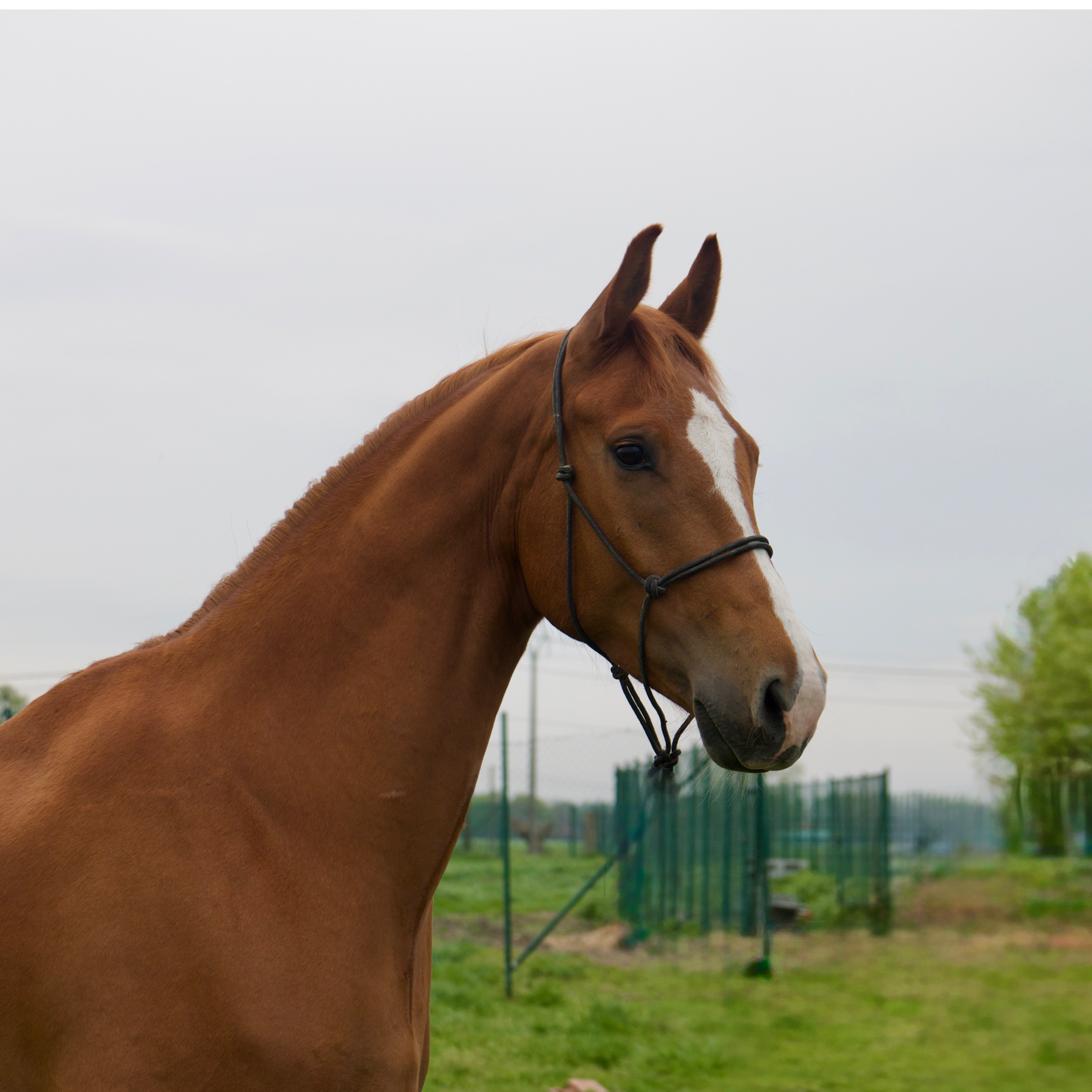 Ultimo VanDePaardenfarm