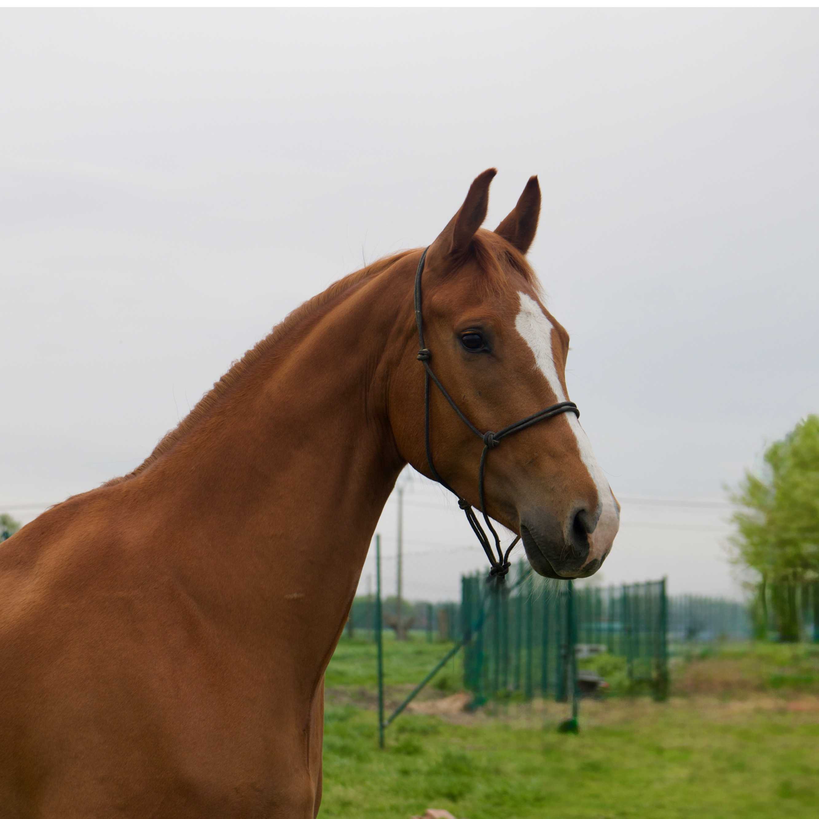Ultimo VanDePaardenfarm