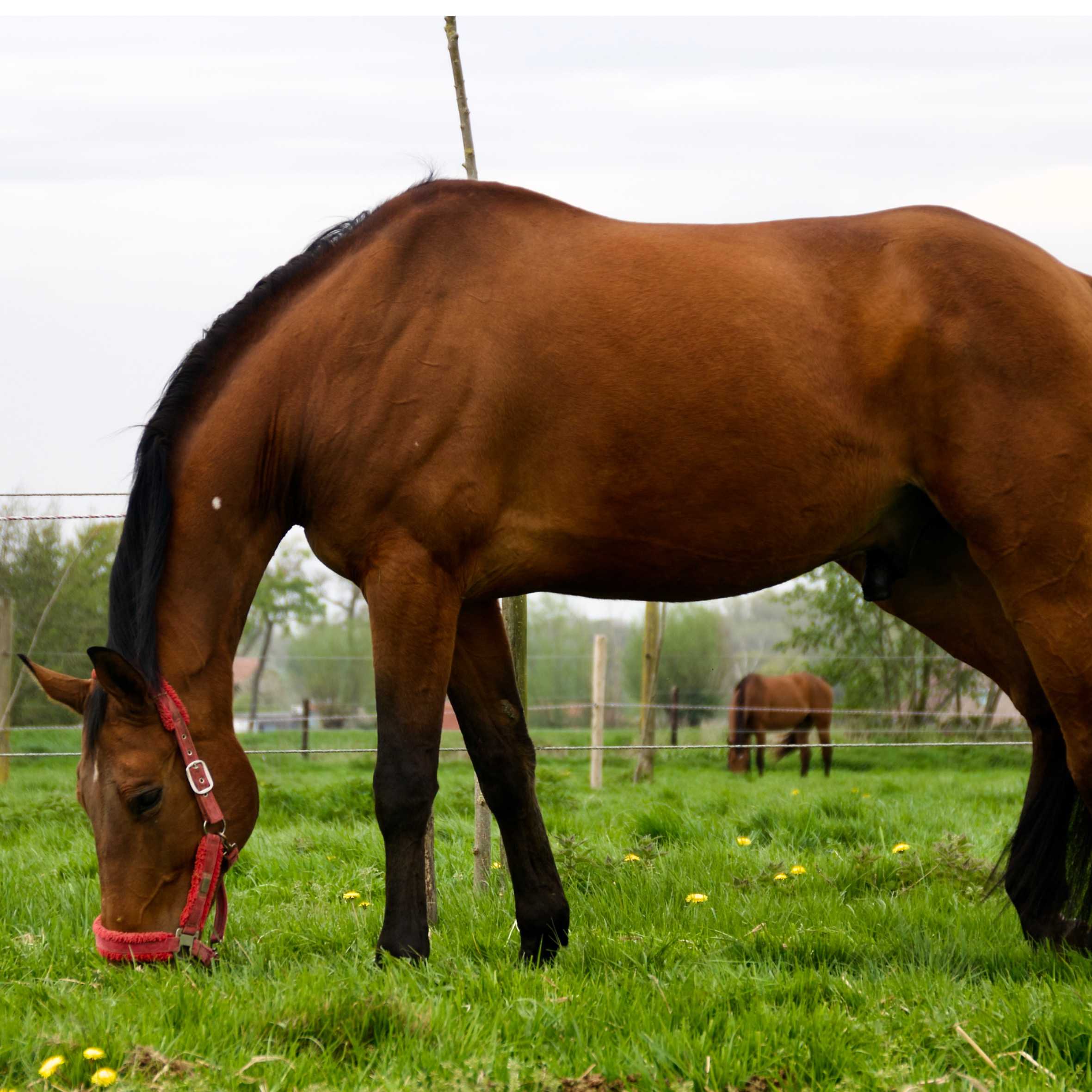 Jumpleasure V/H Stullenskeshof