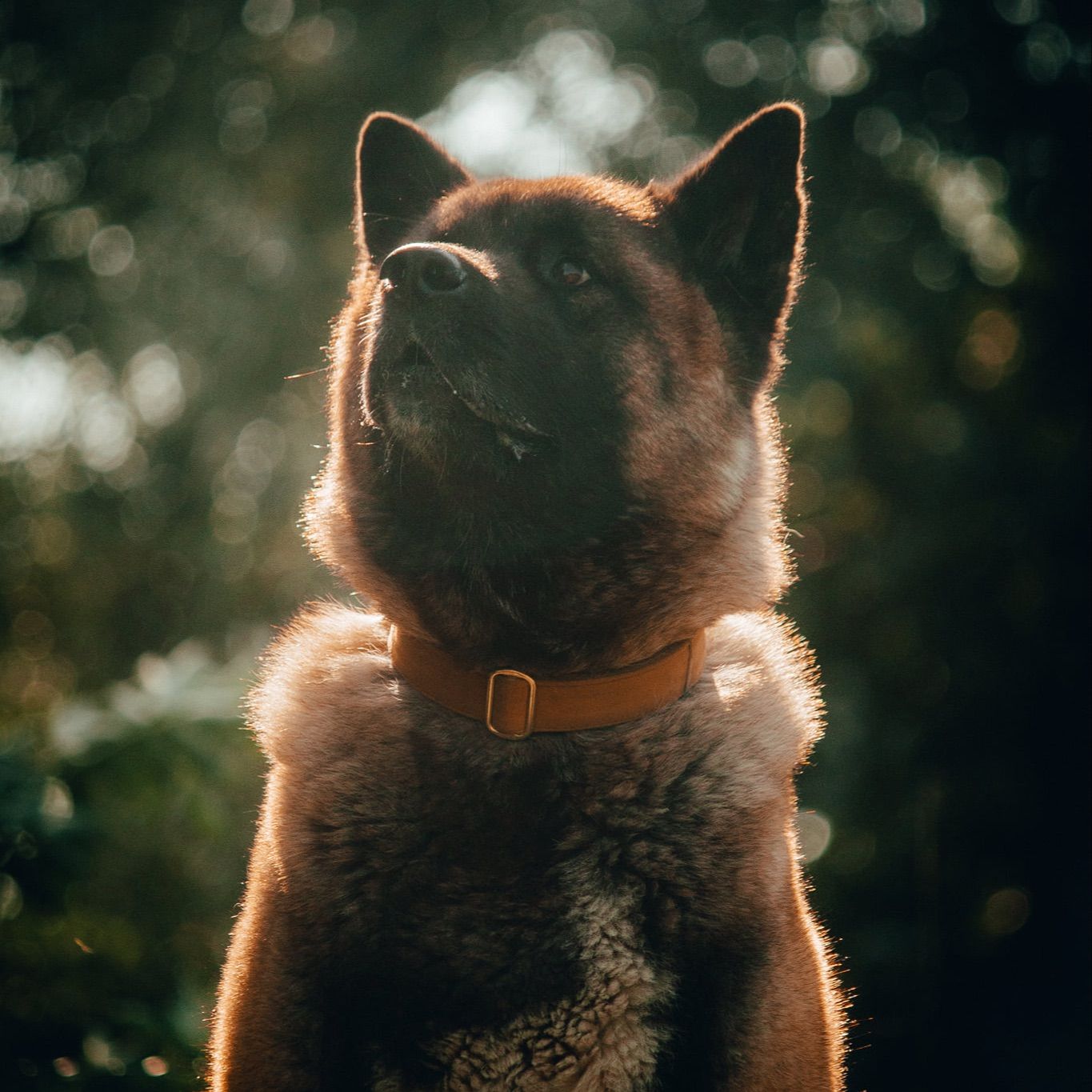 Sora