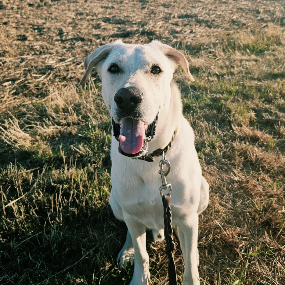 Coby