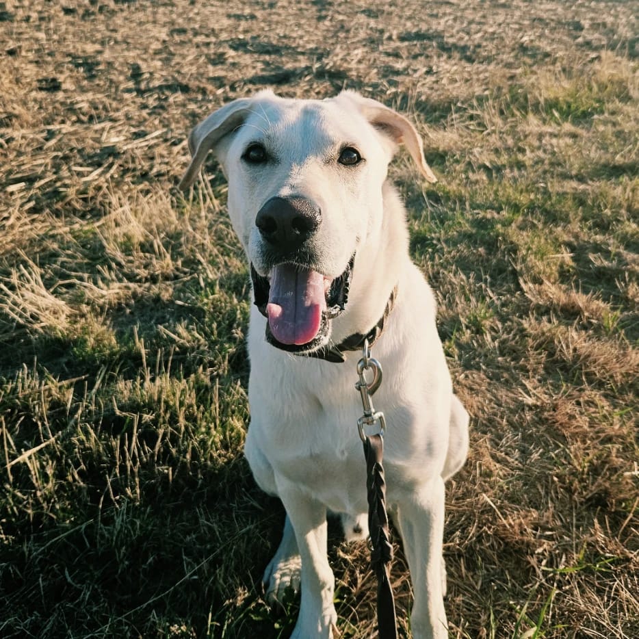 Coby