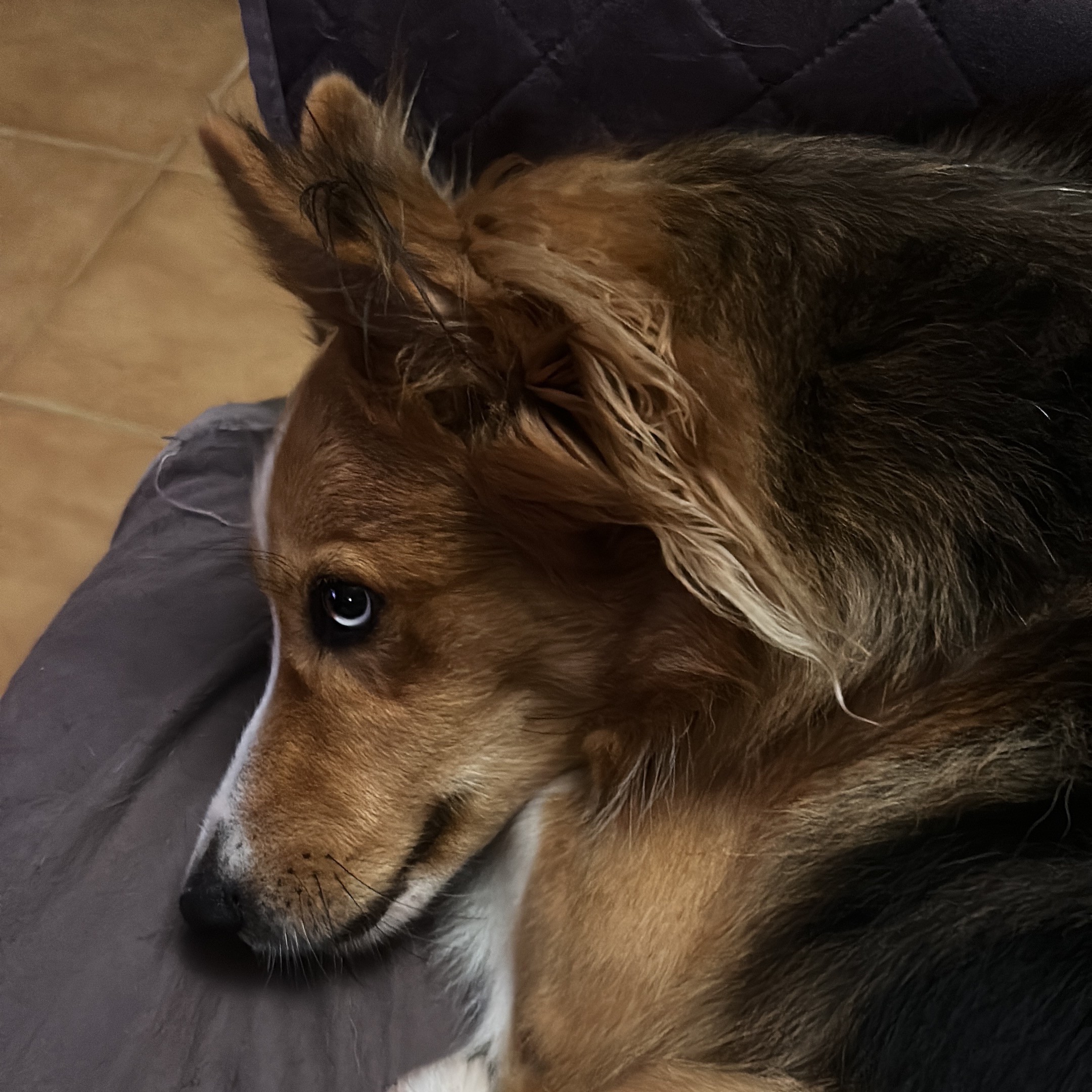 Arcadia, Achille e Ginger