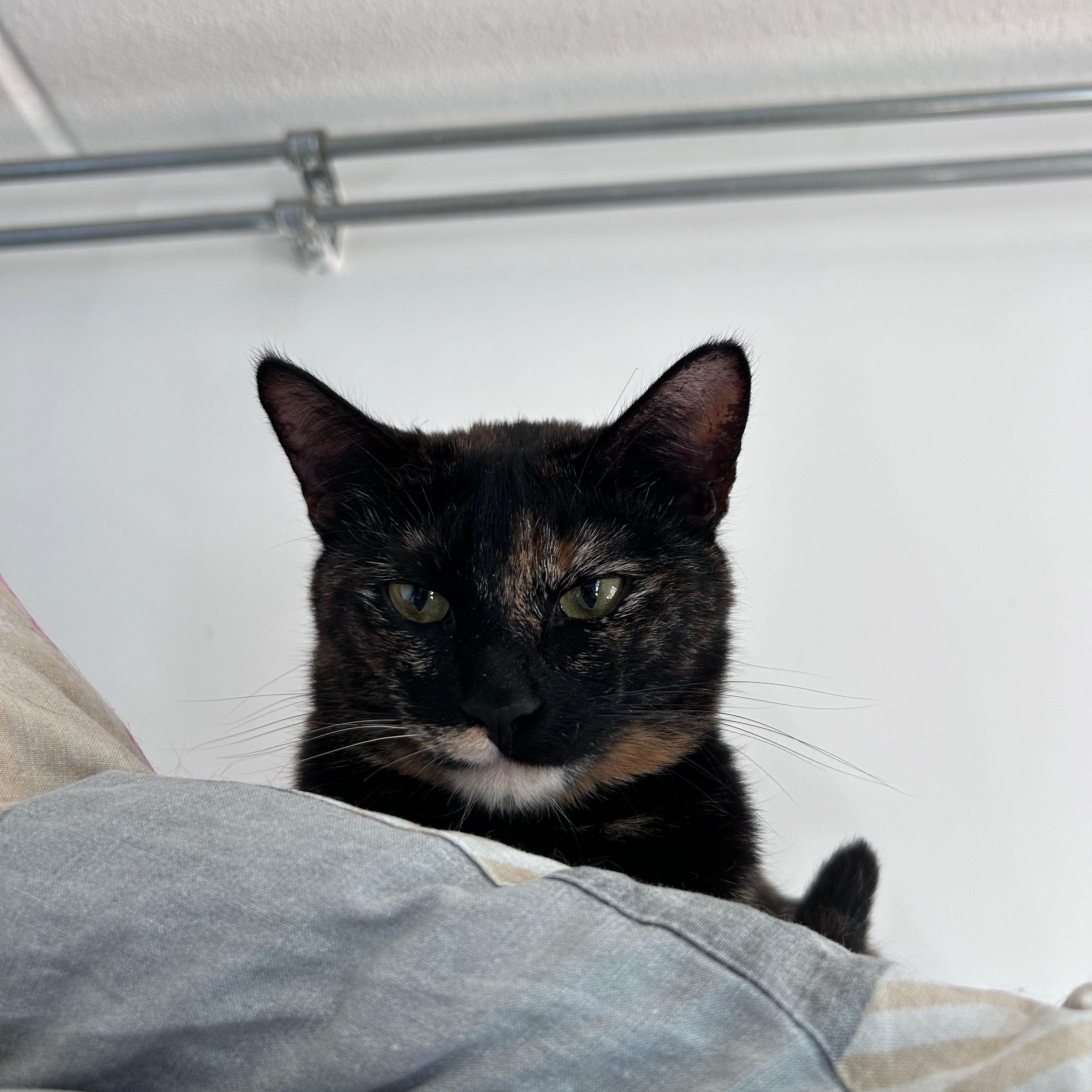 mocca