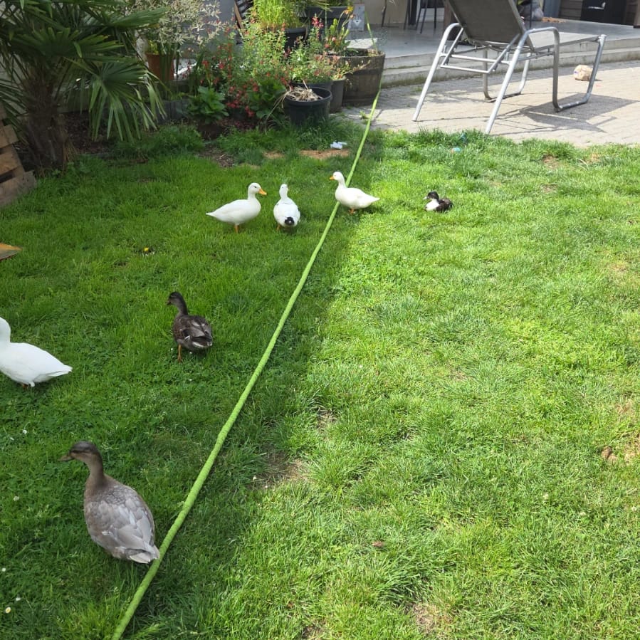 hollandse kwakers
