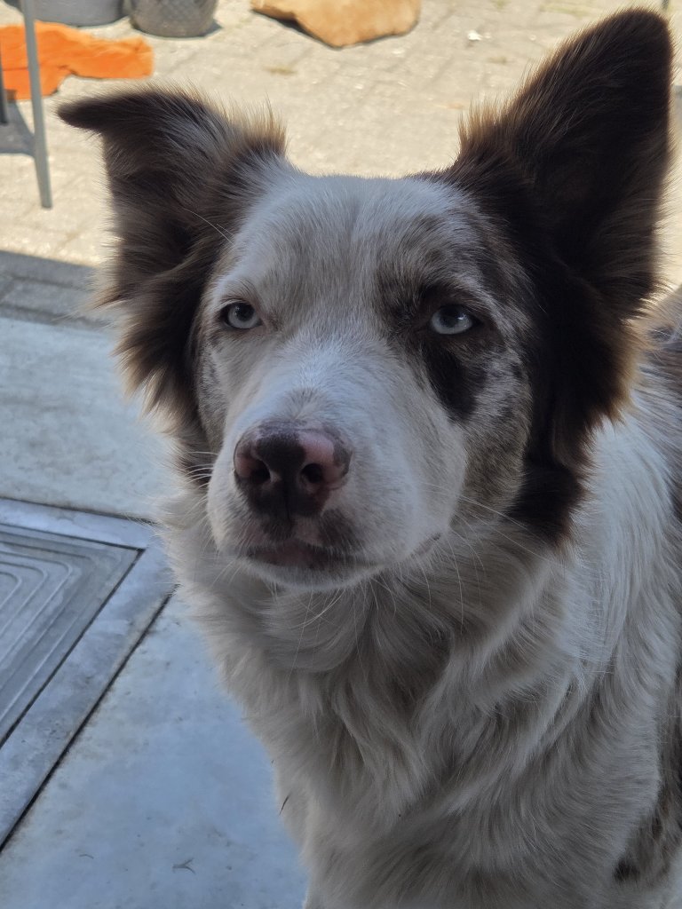 Beau