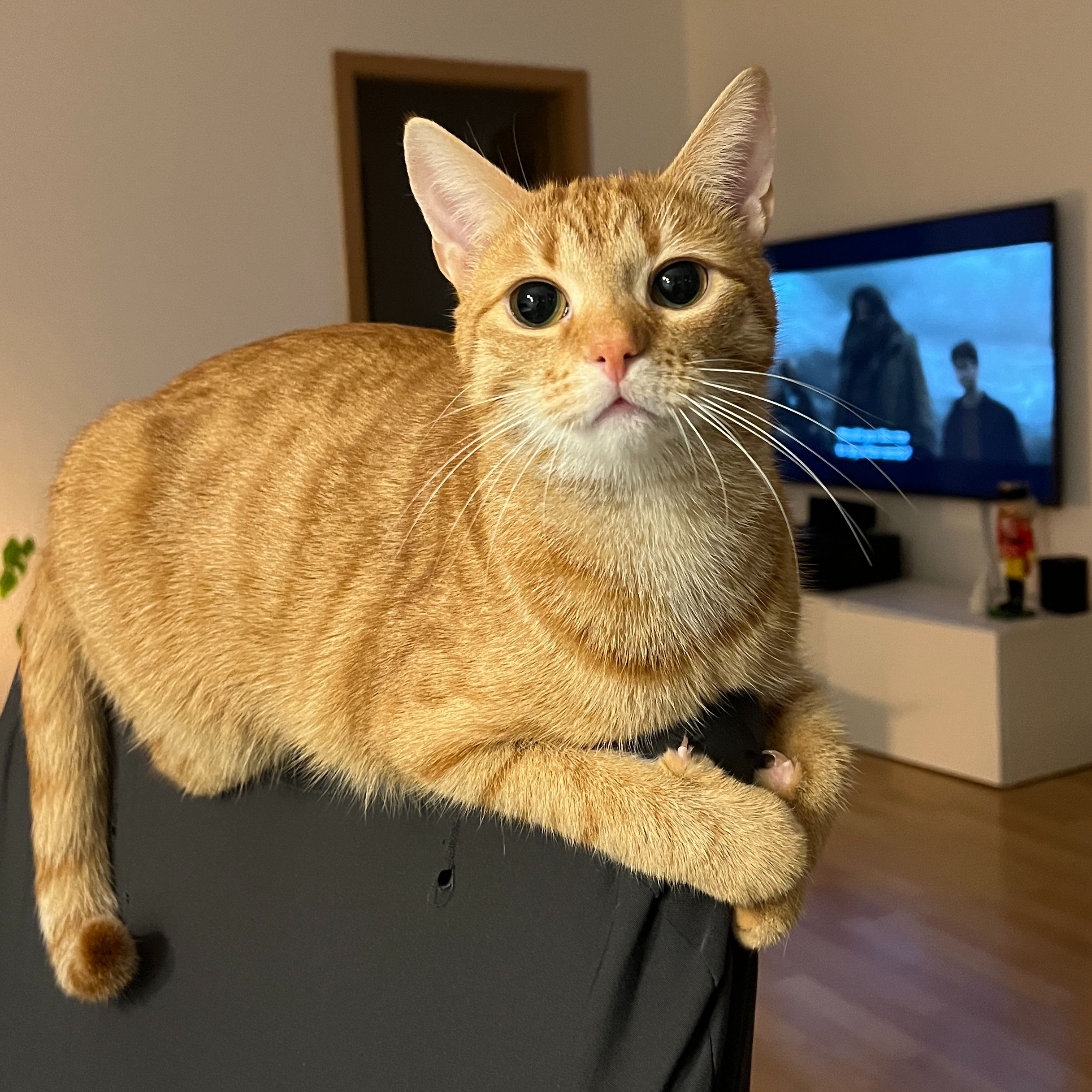 Pumpkin