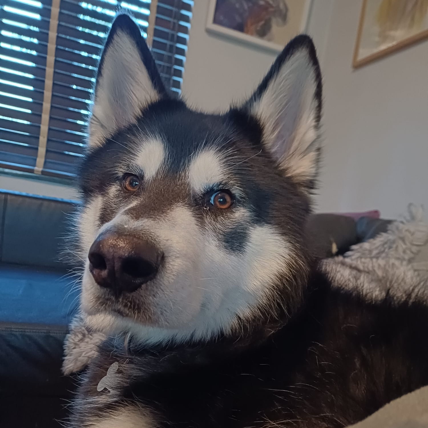 Elsa