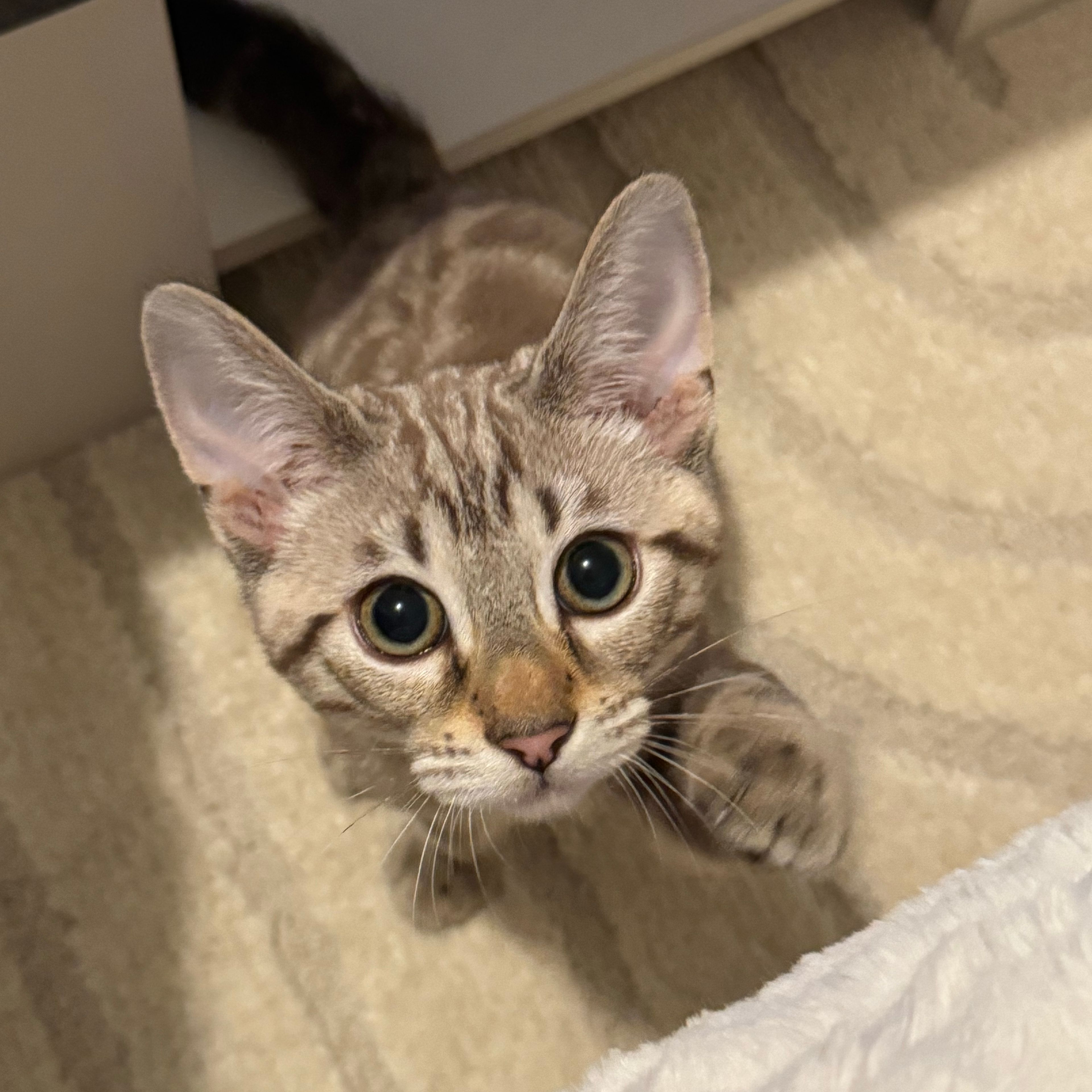 Twisty