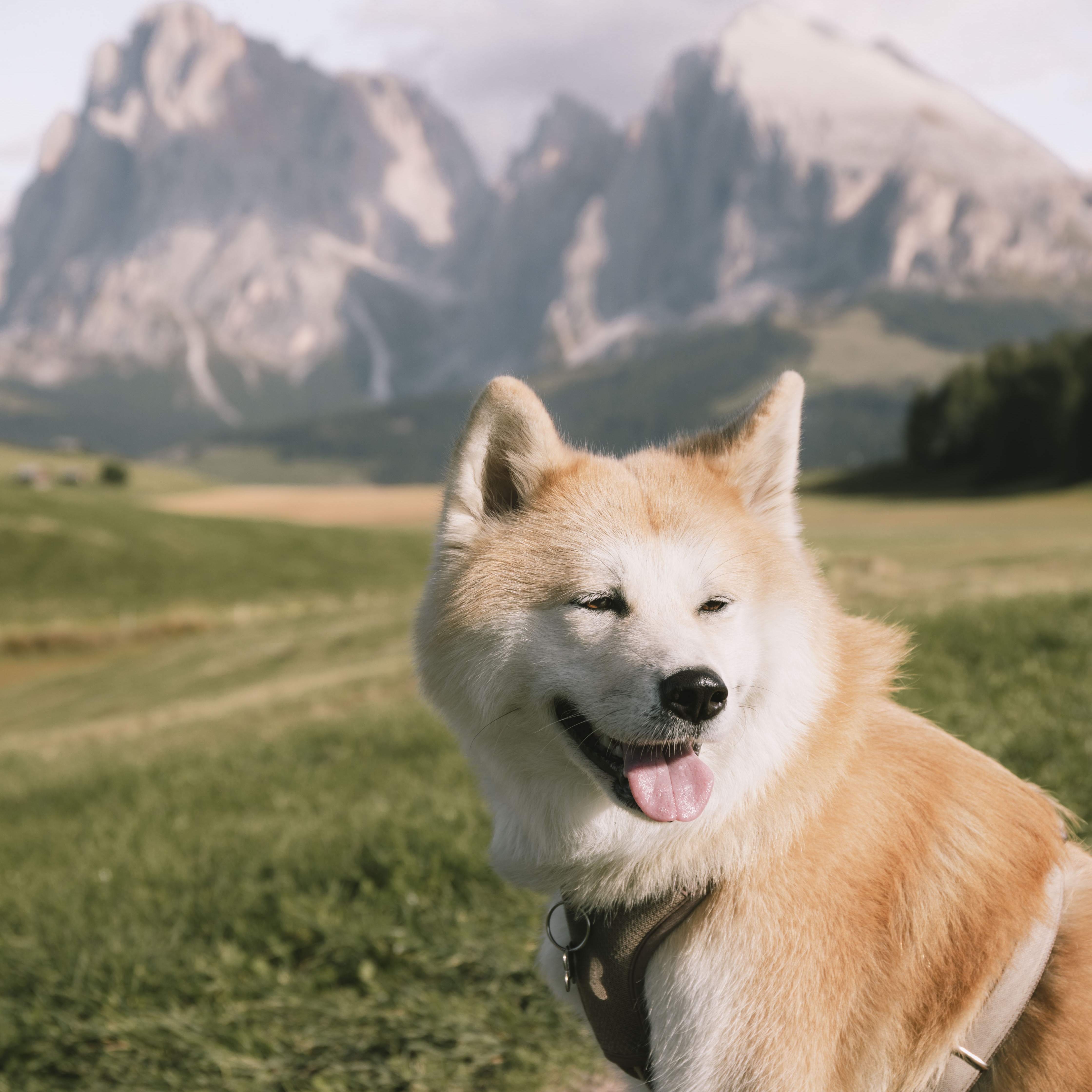 Kira