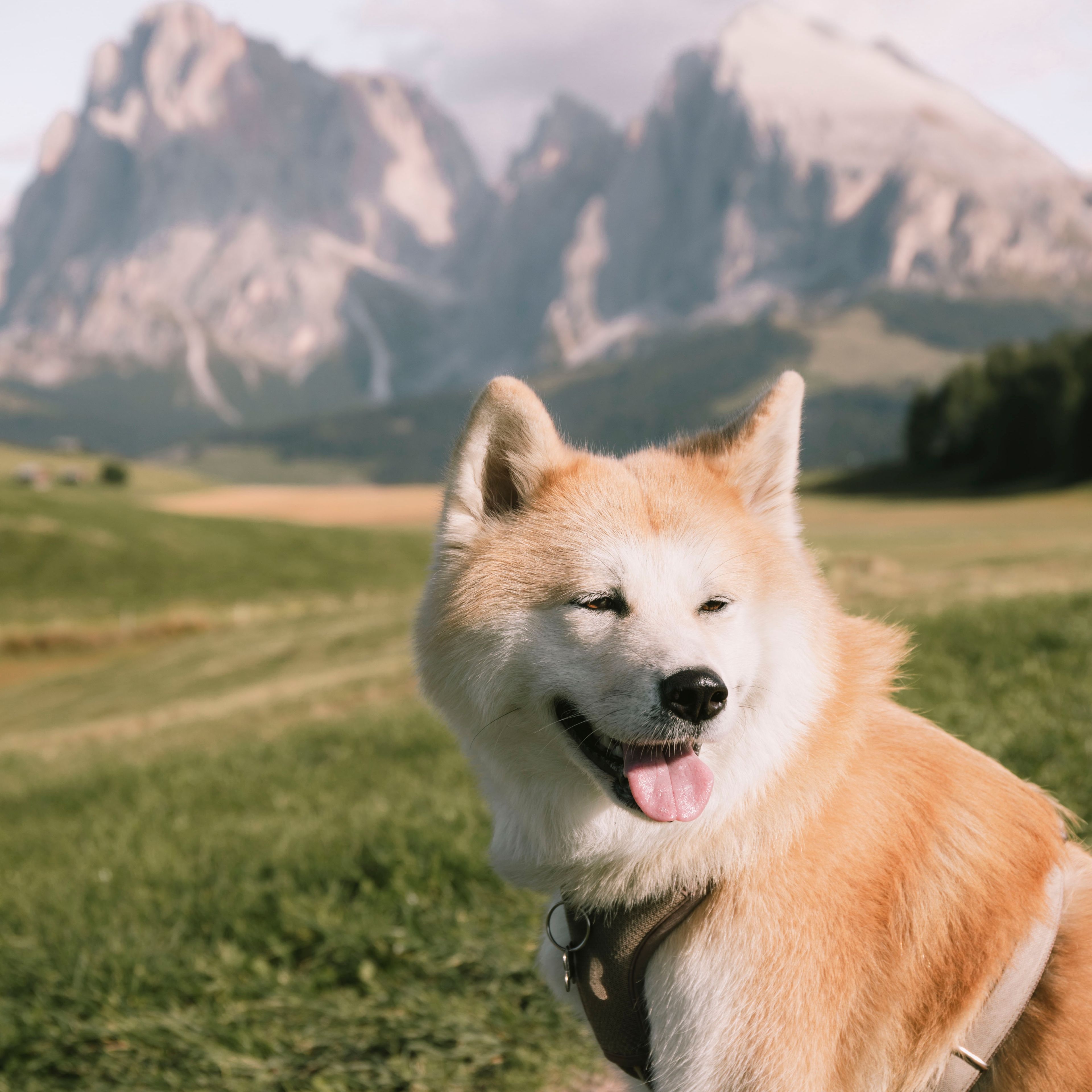 Kira