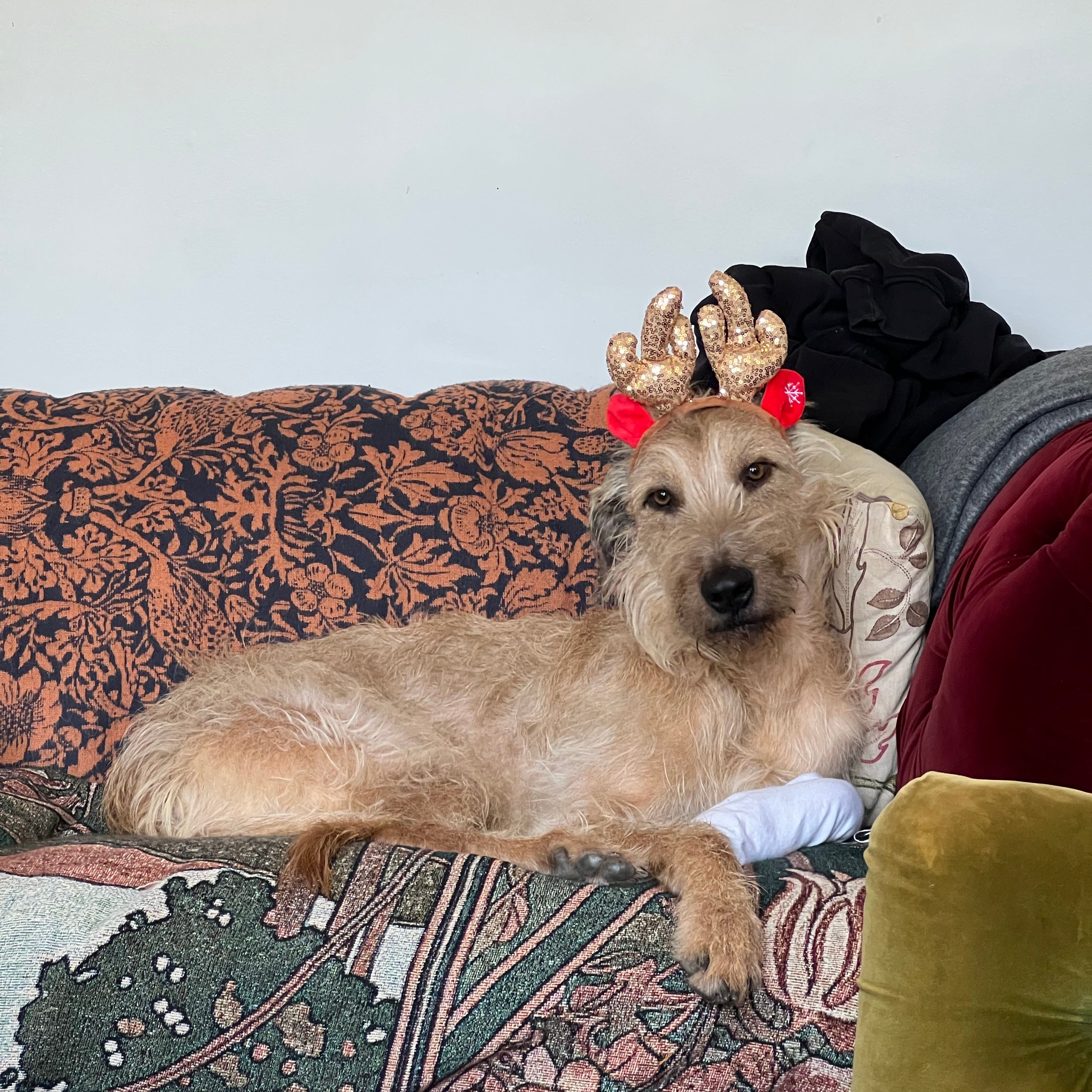Rufus