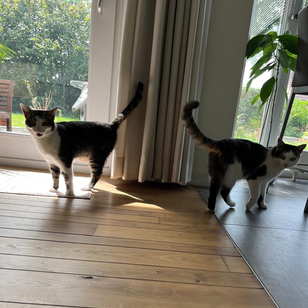Anna en Wolfie