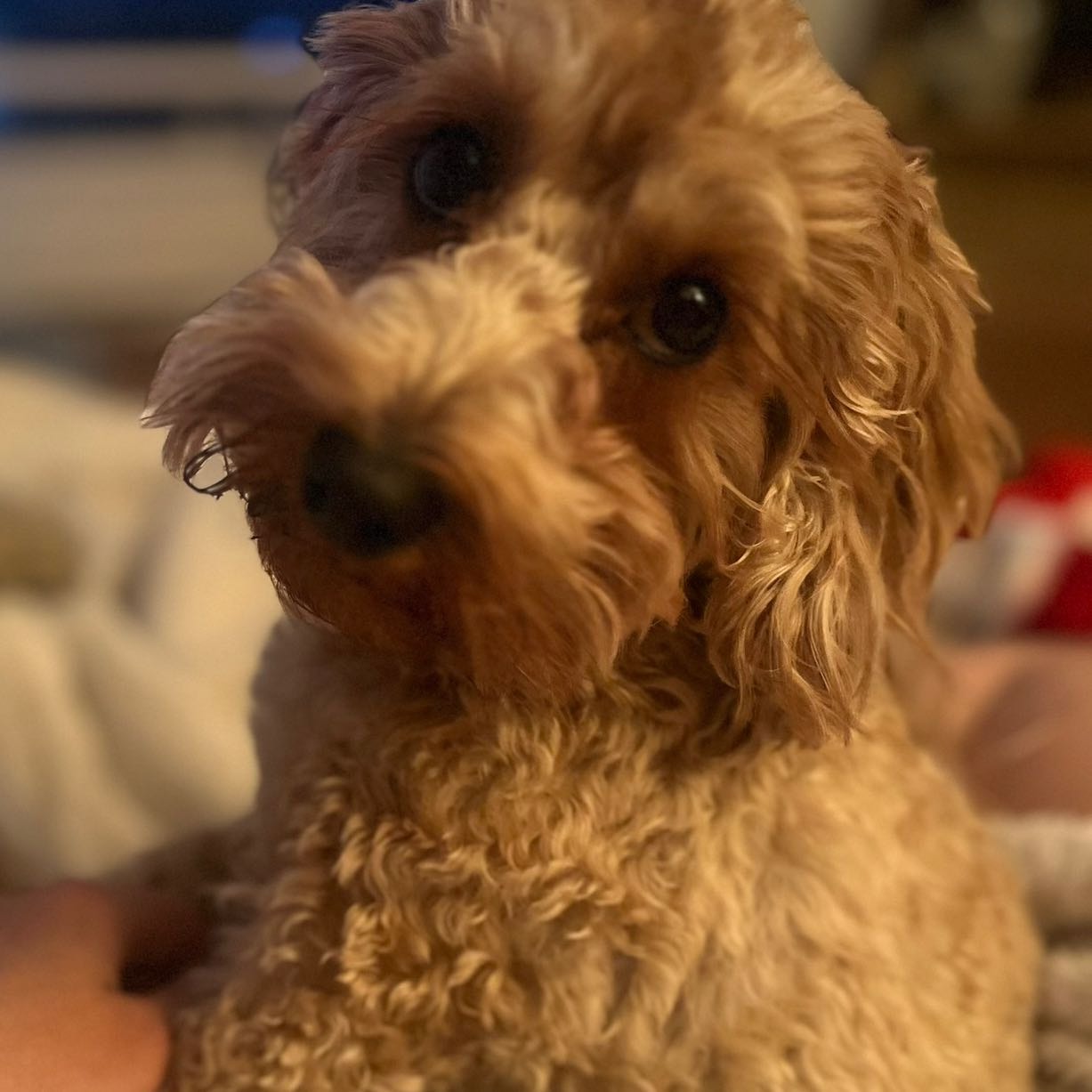 Maple