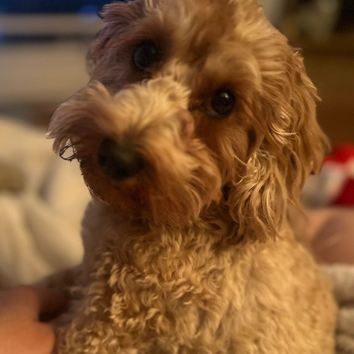 Maple
