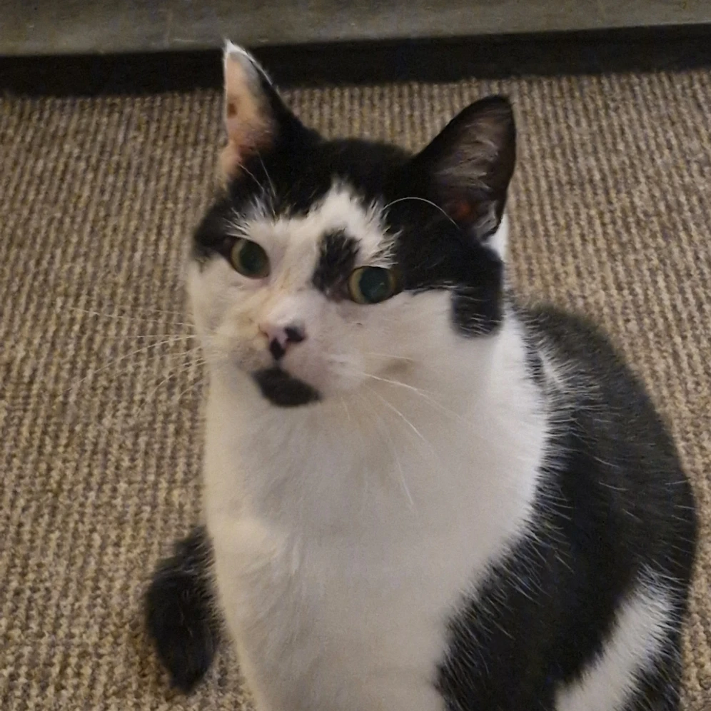 Oreo