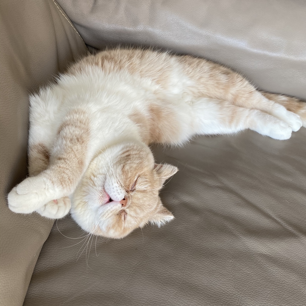 Marcel