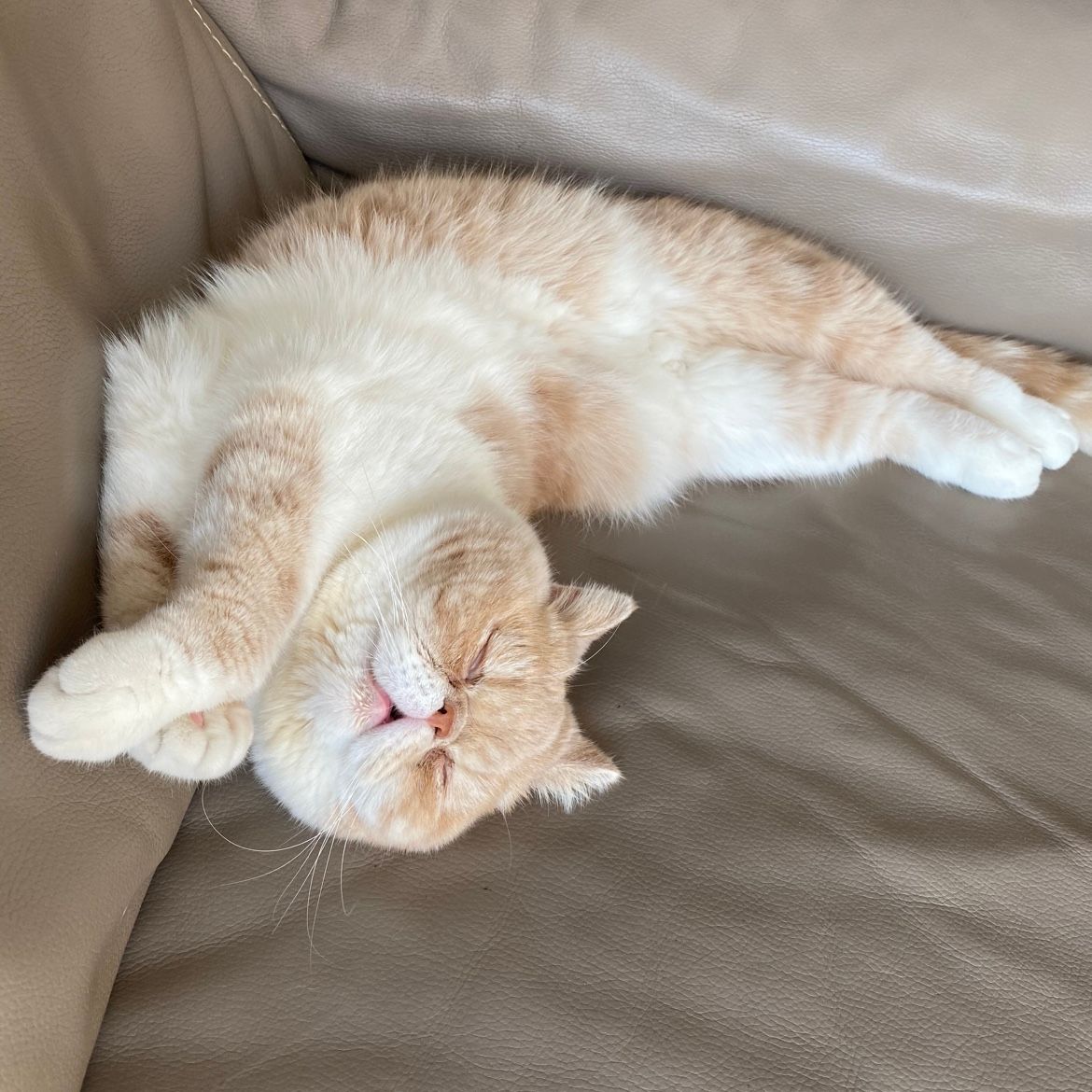 Marcel