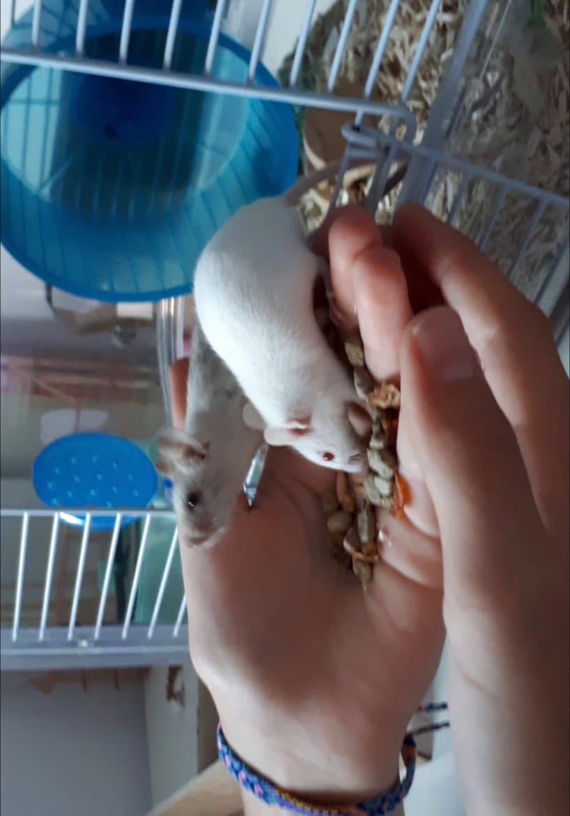 image-8