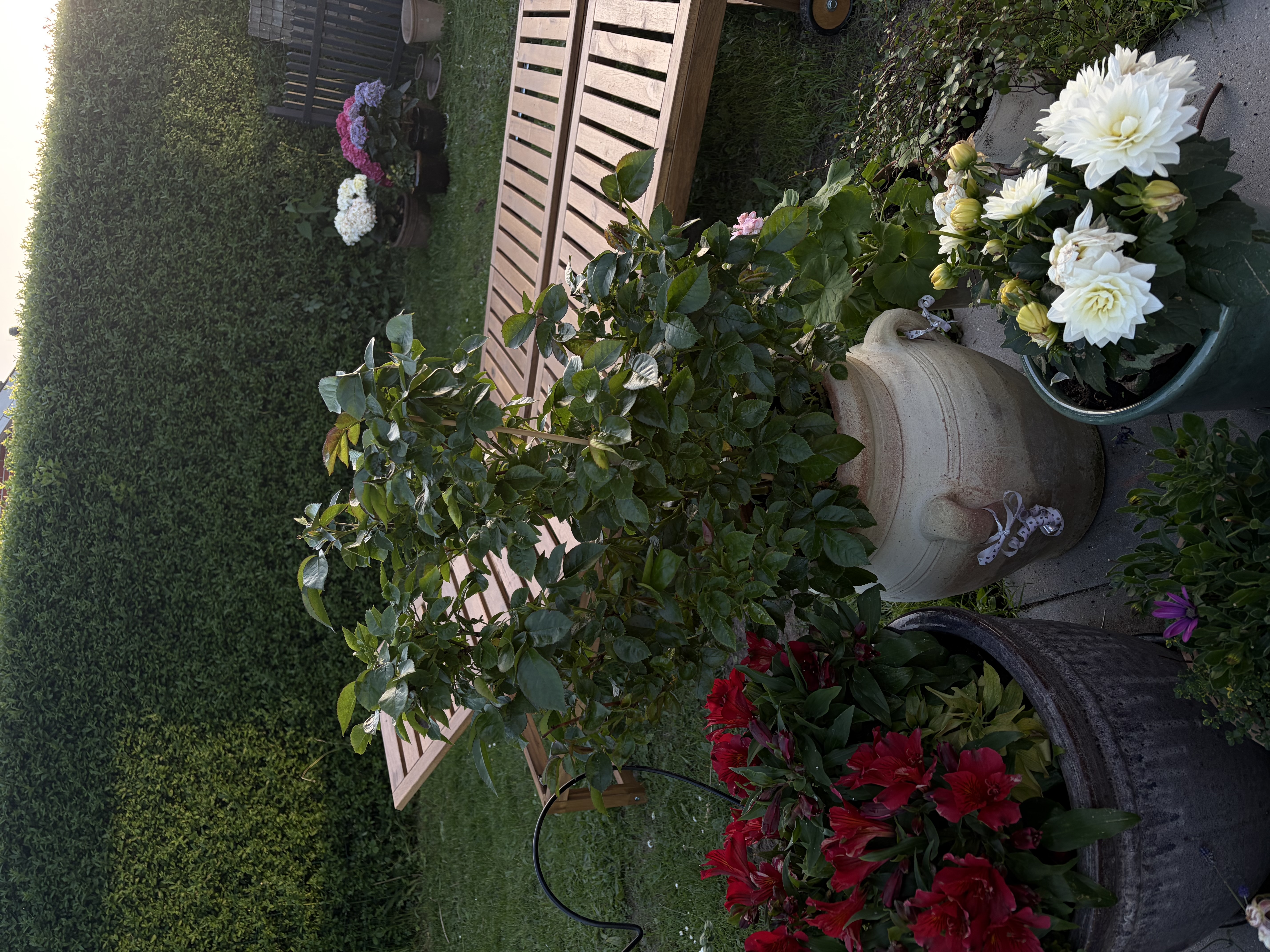image-17