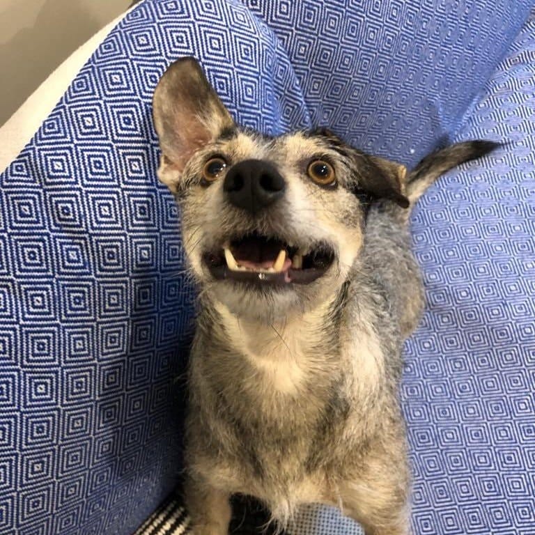 Pippin