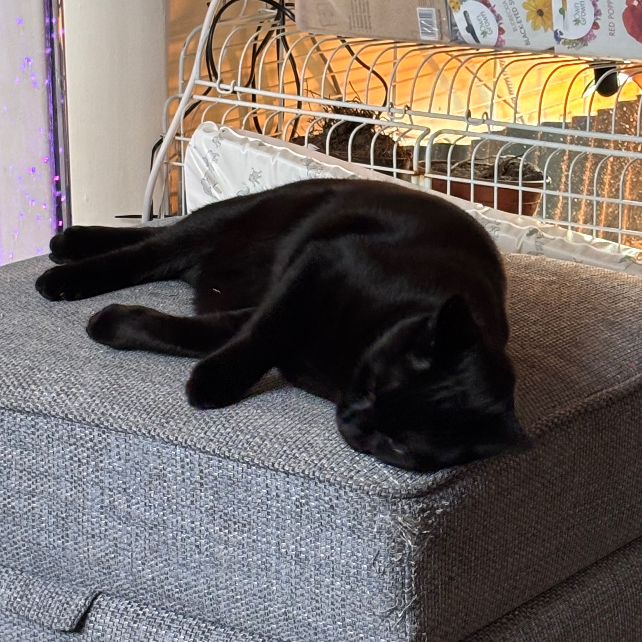 Nova