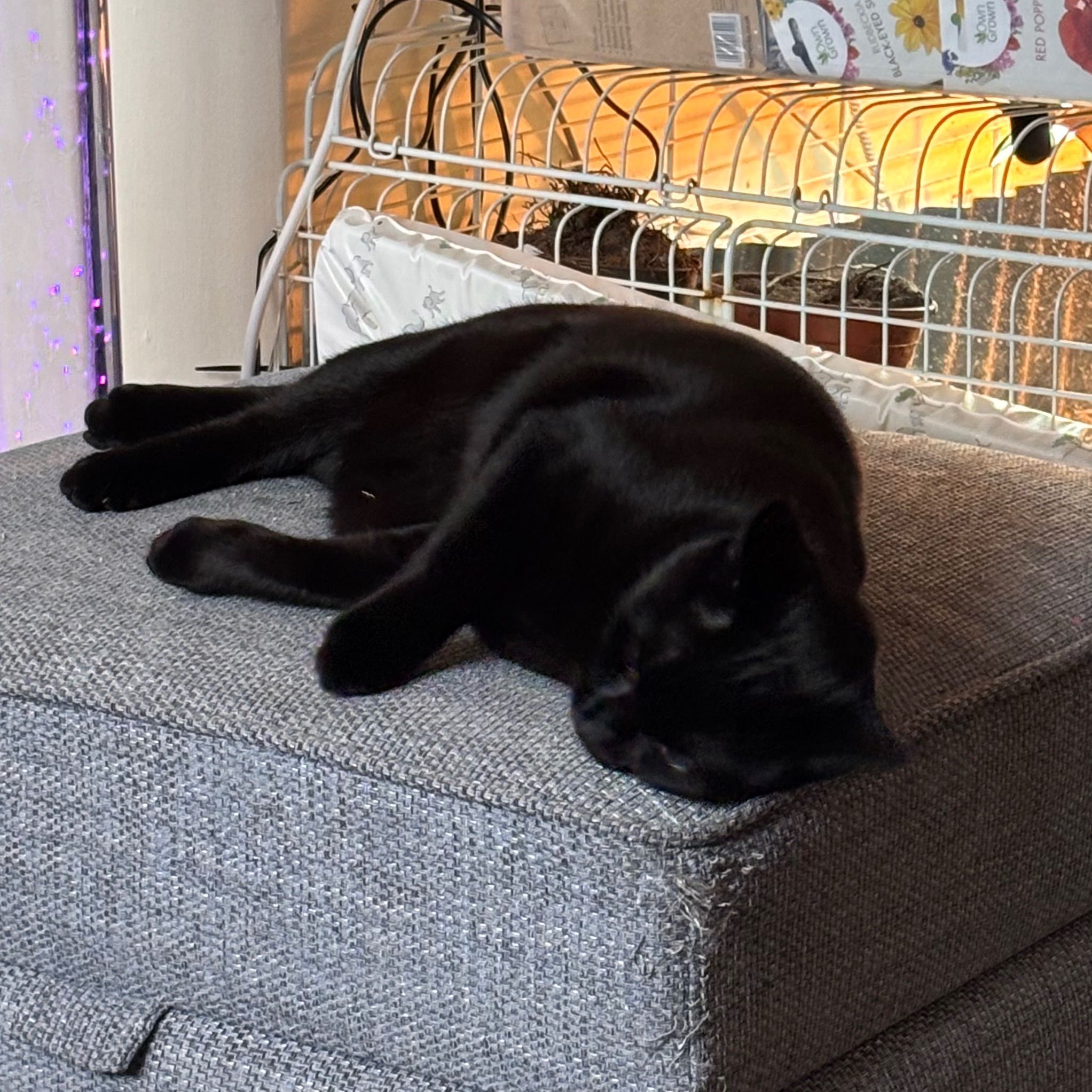 Nova