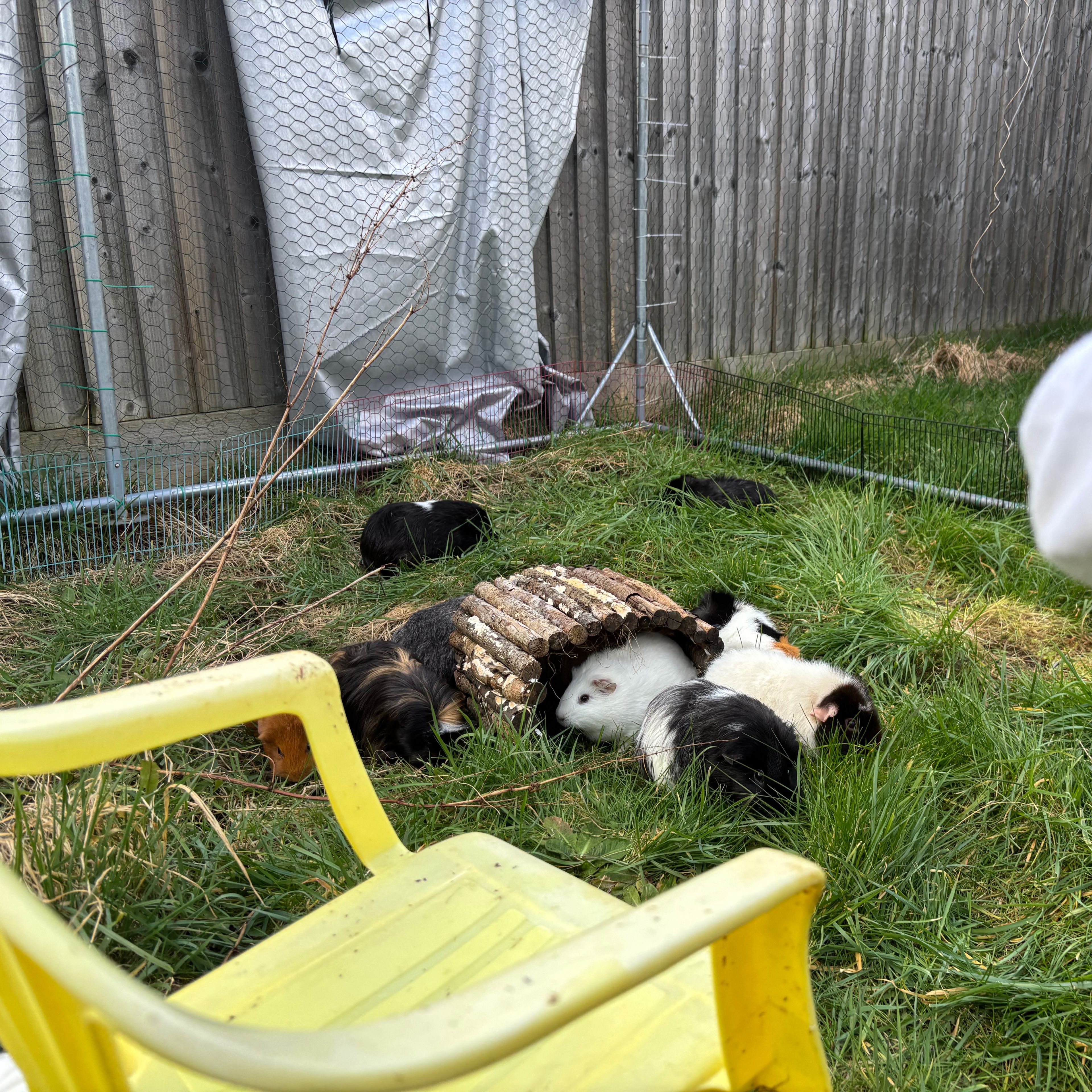 10guniea pigs