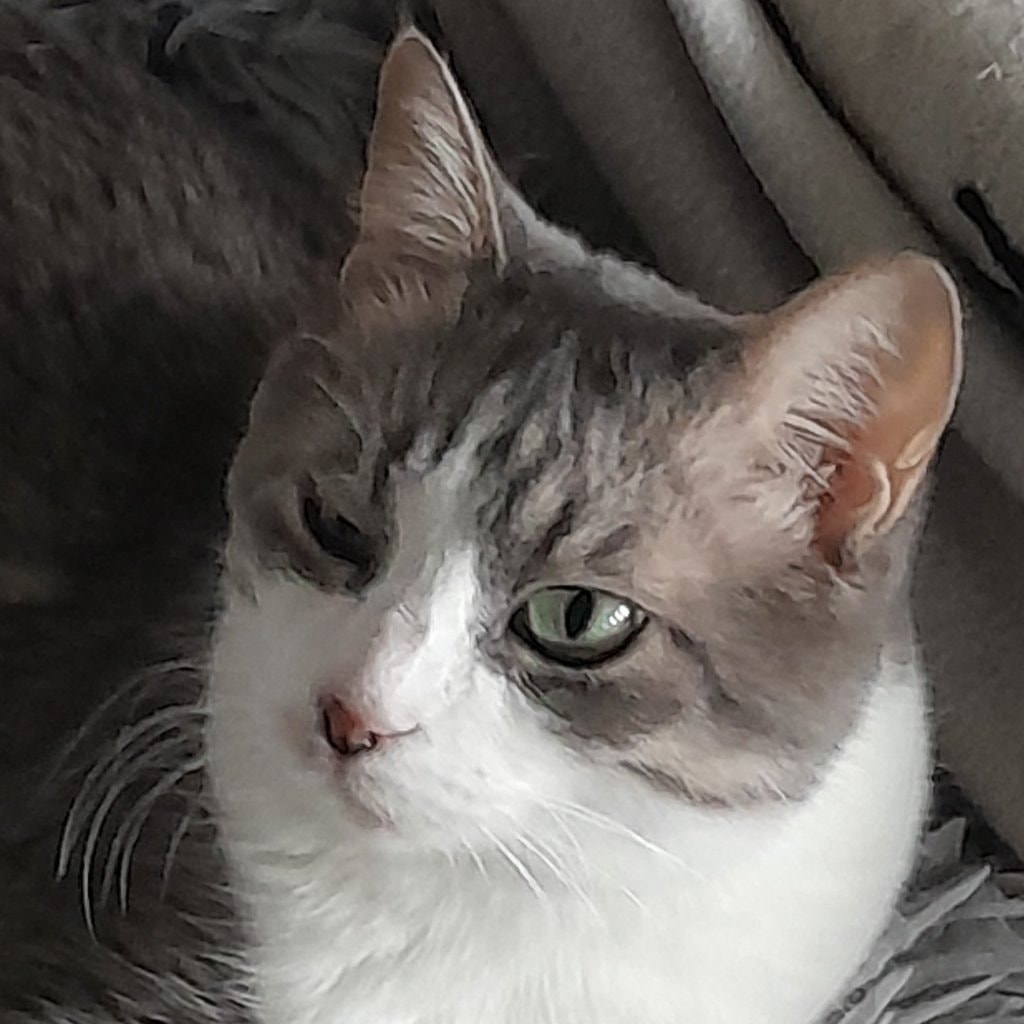 Leko