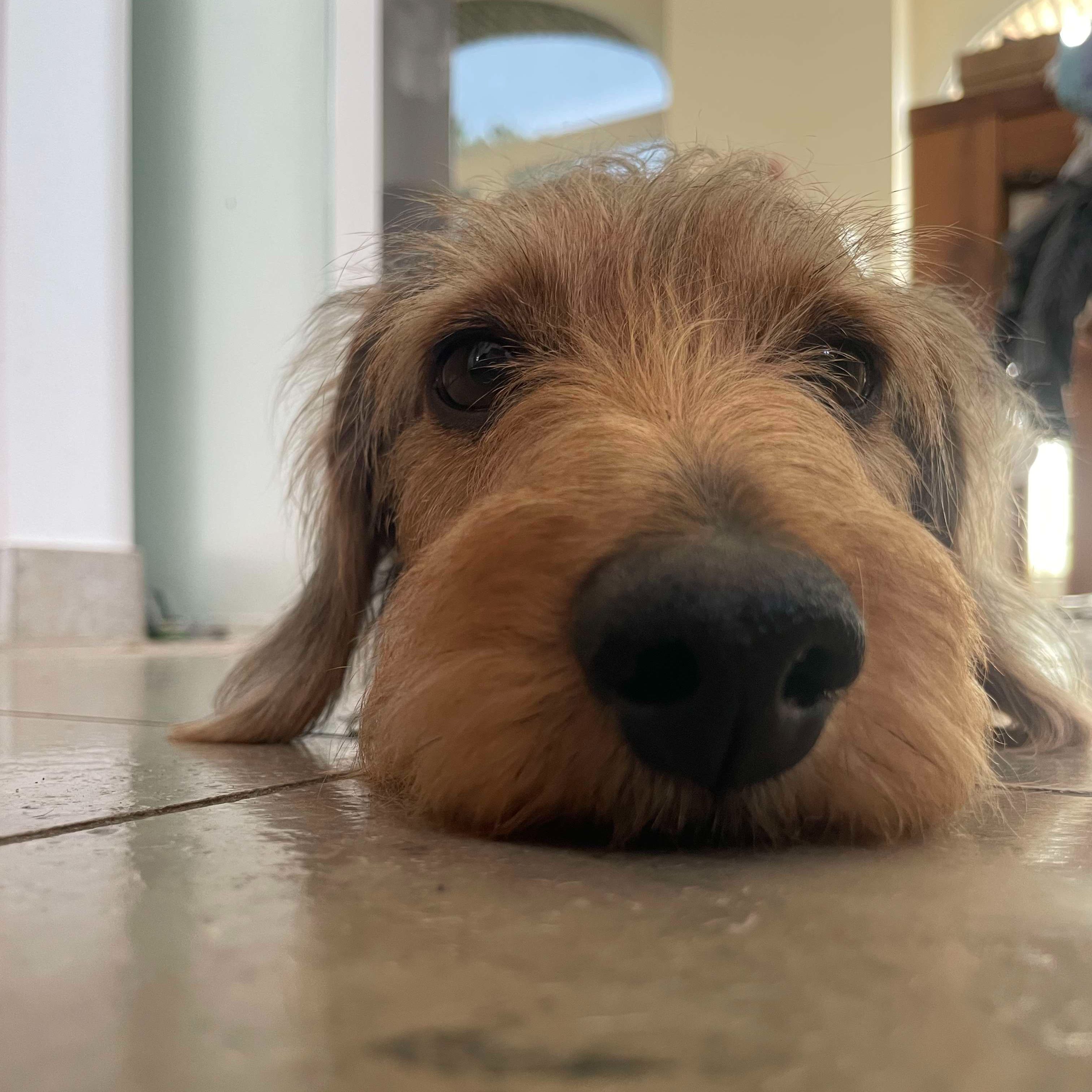 Rudi