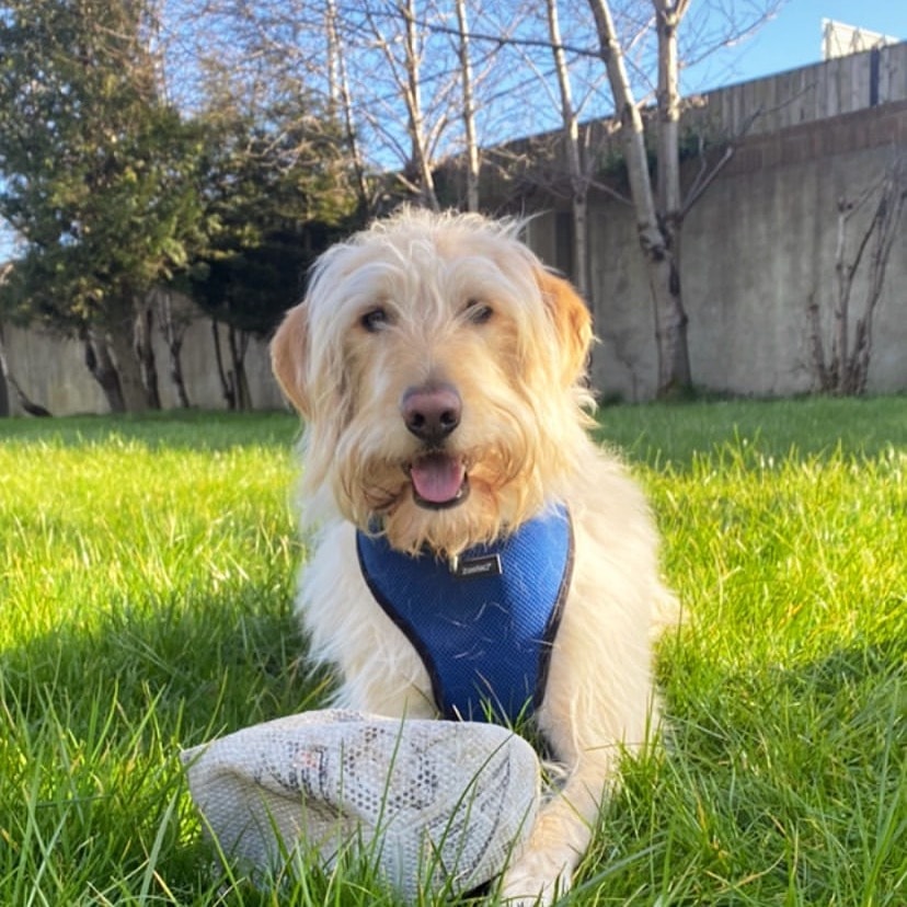 Harvey