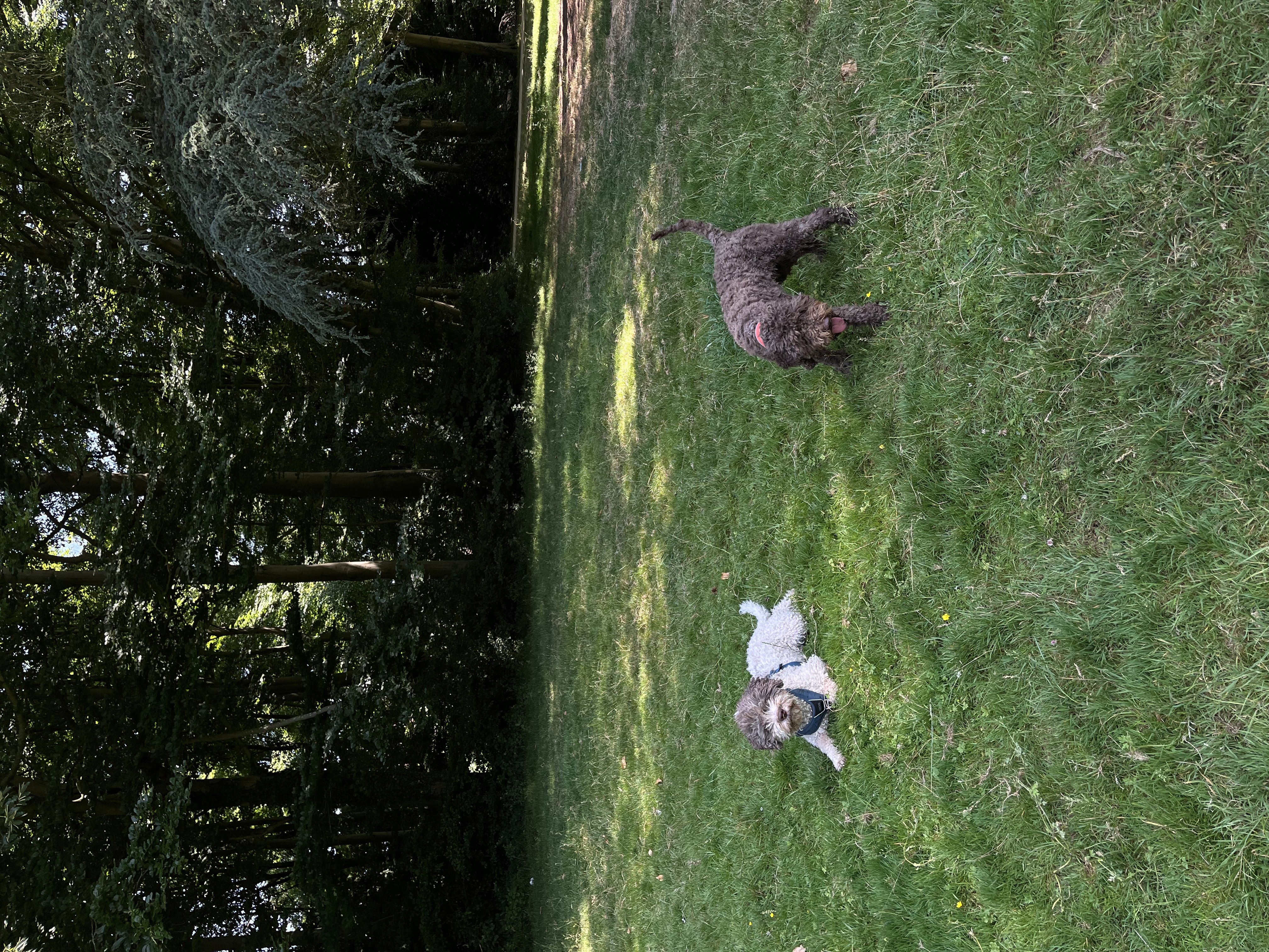 image-4