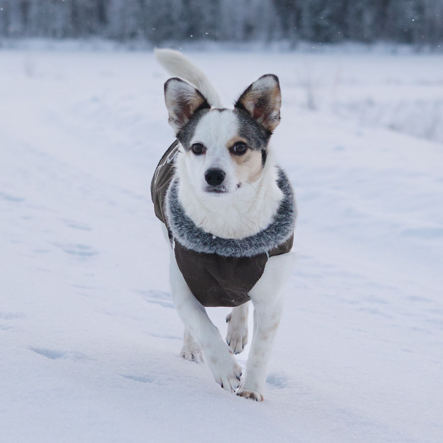 Koko