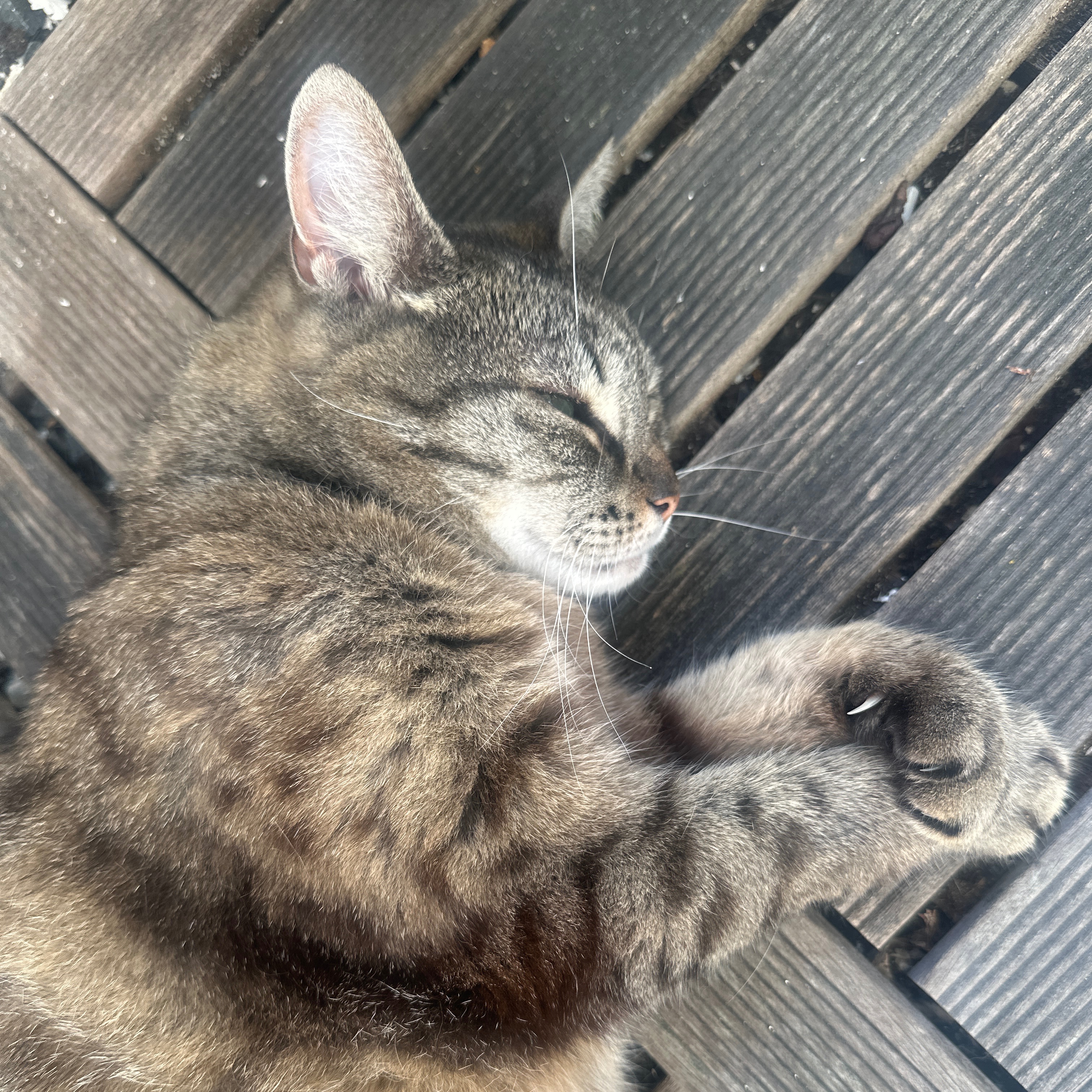 Tijger