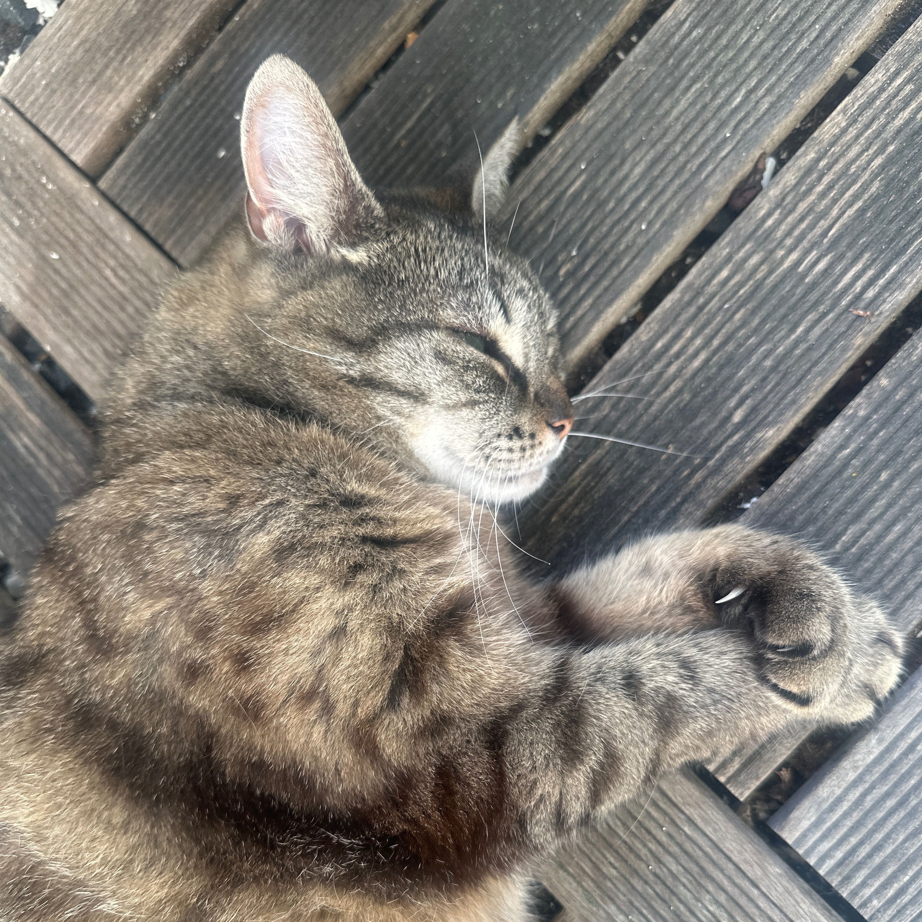 Tijger