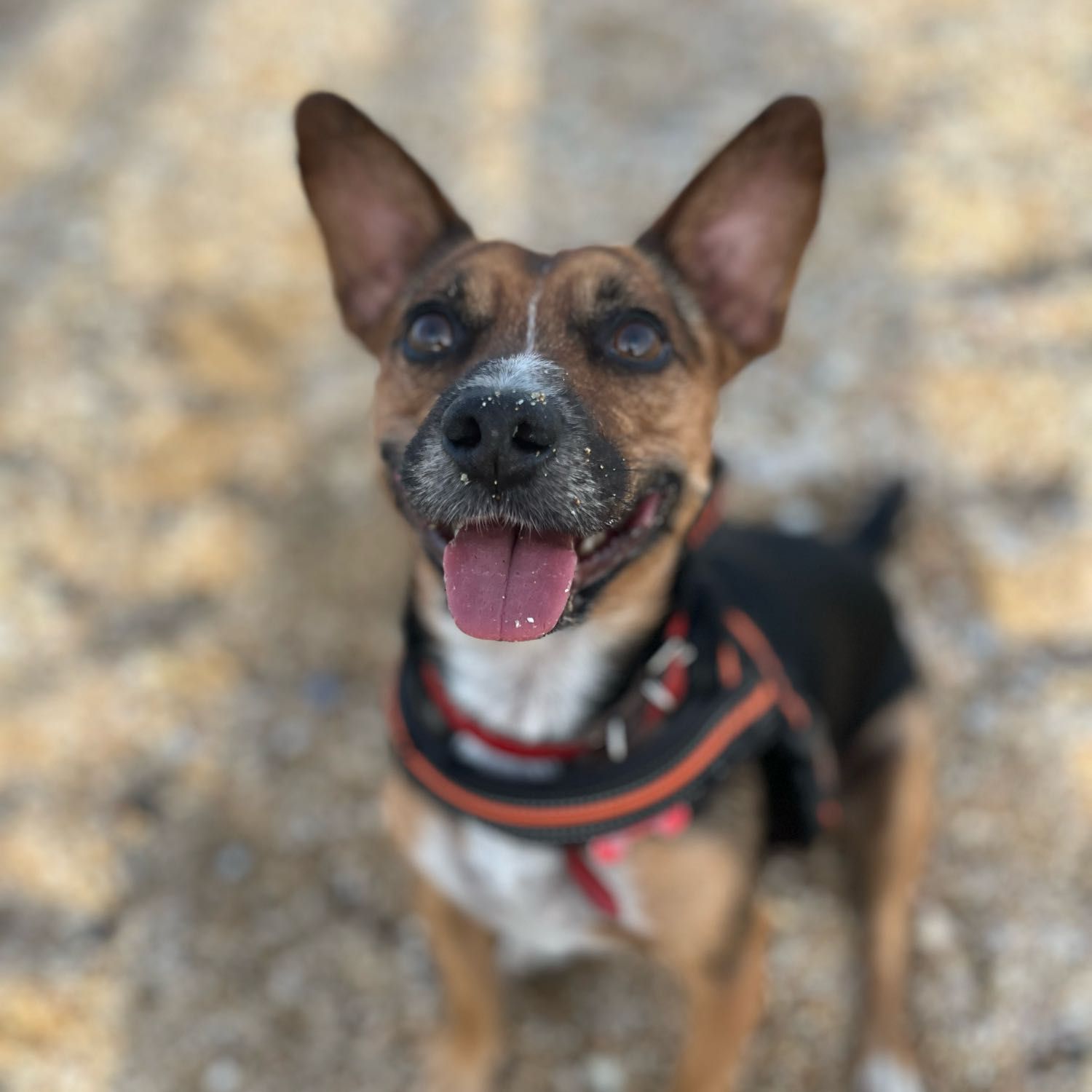 Melo