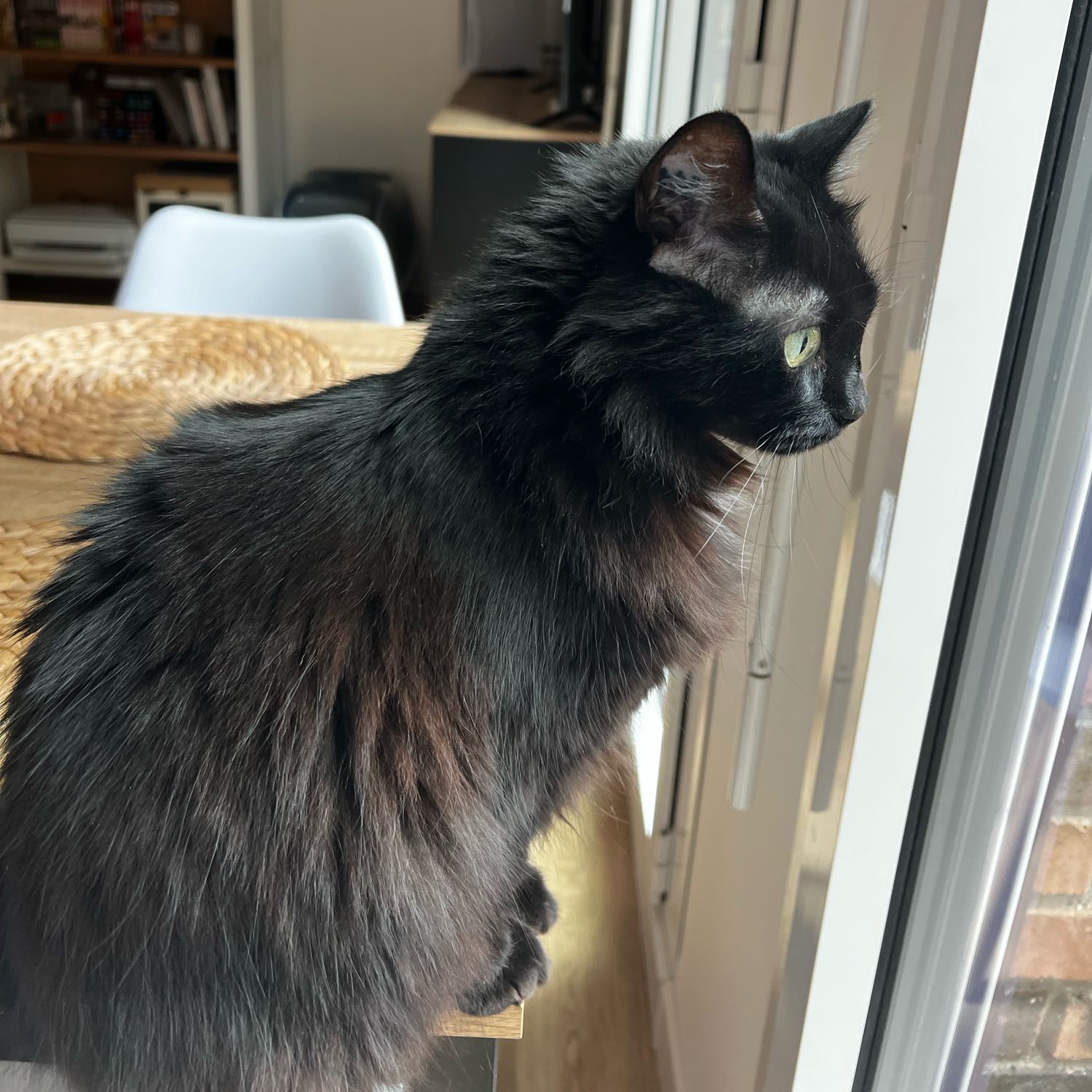 bagheera