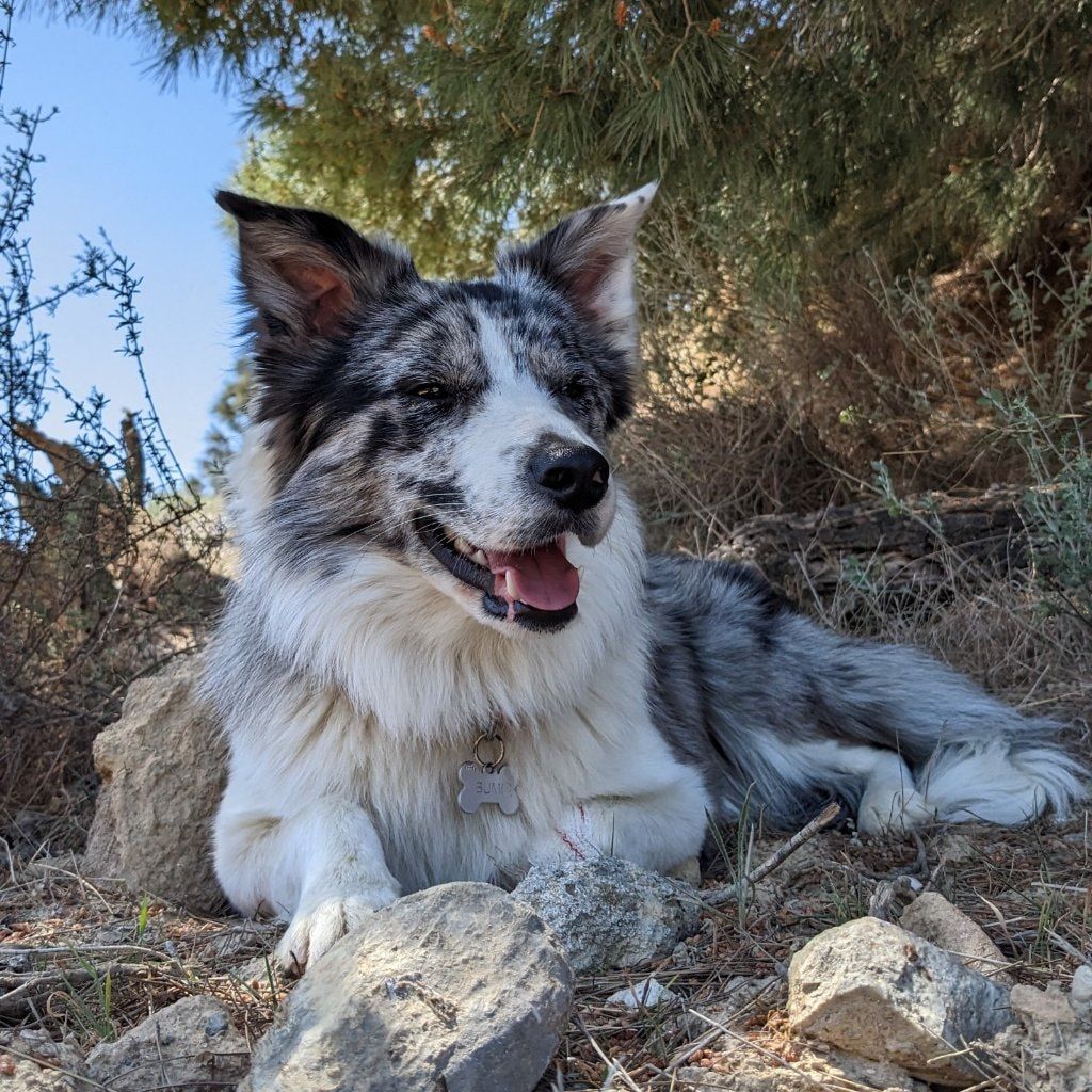 Bumi