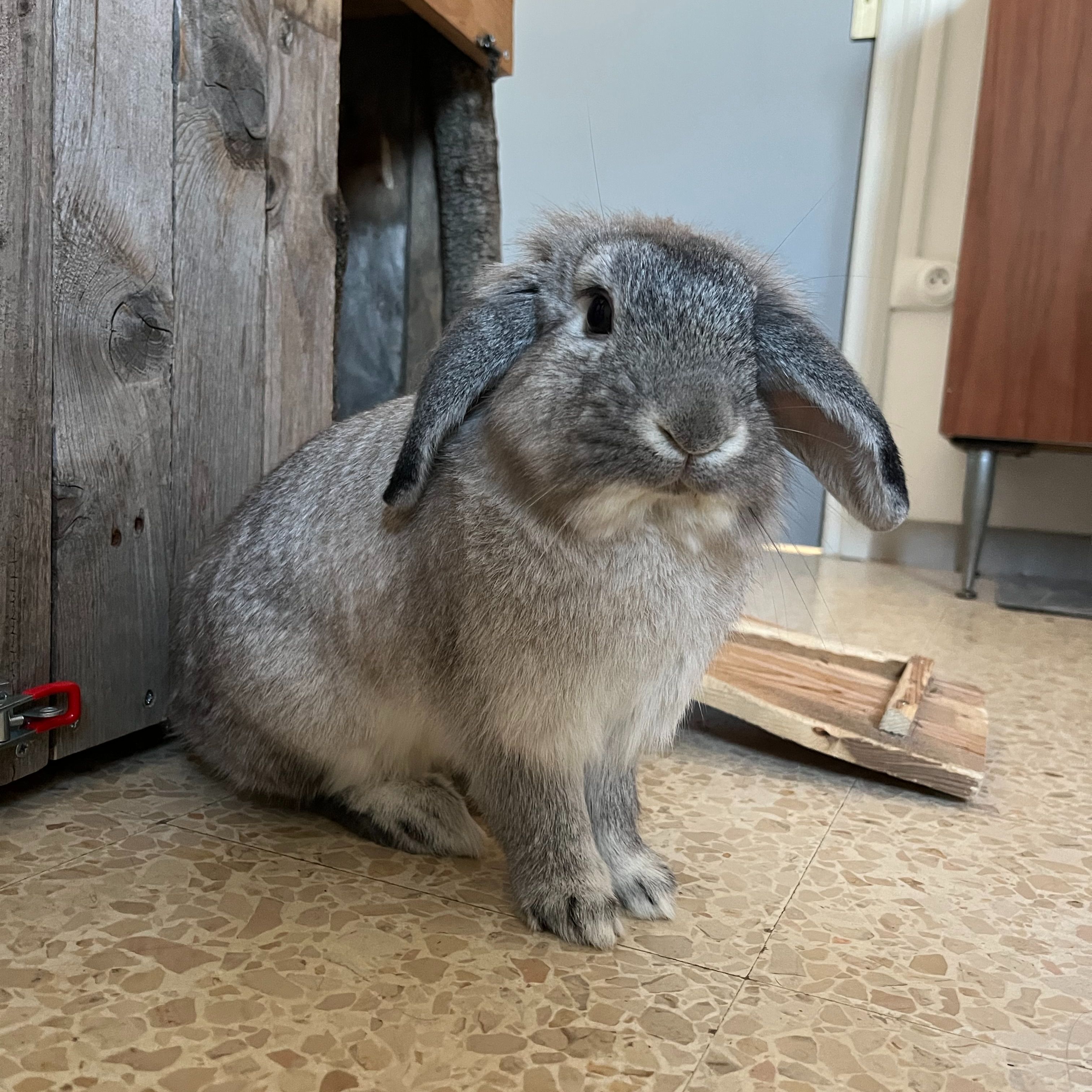 Merlin