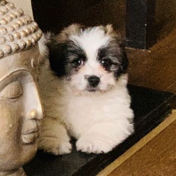 Lola