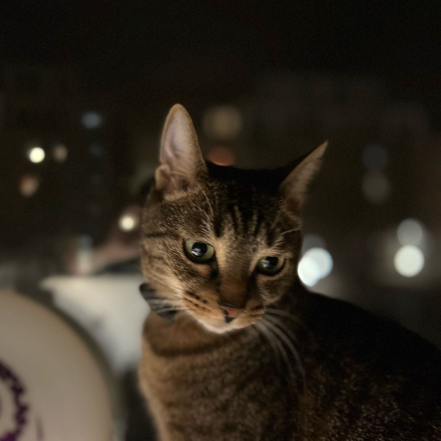 Ciko