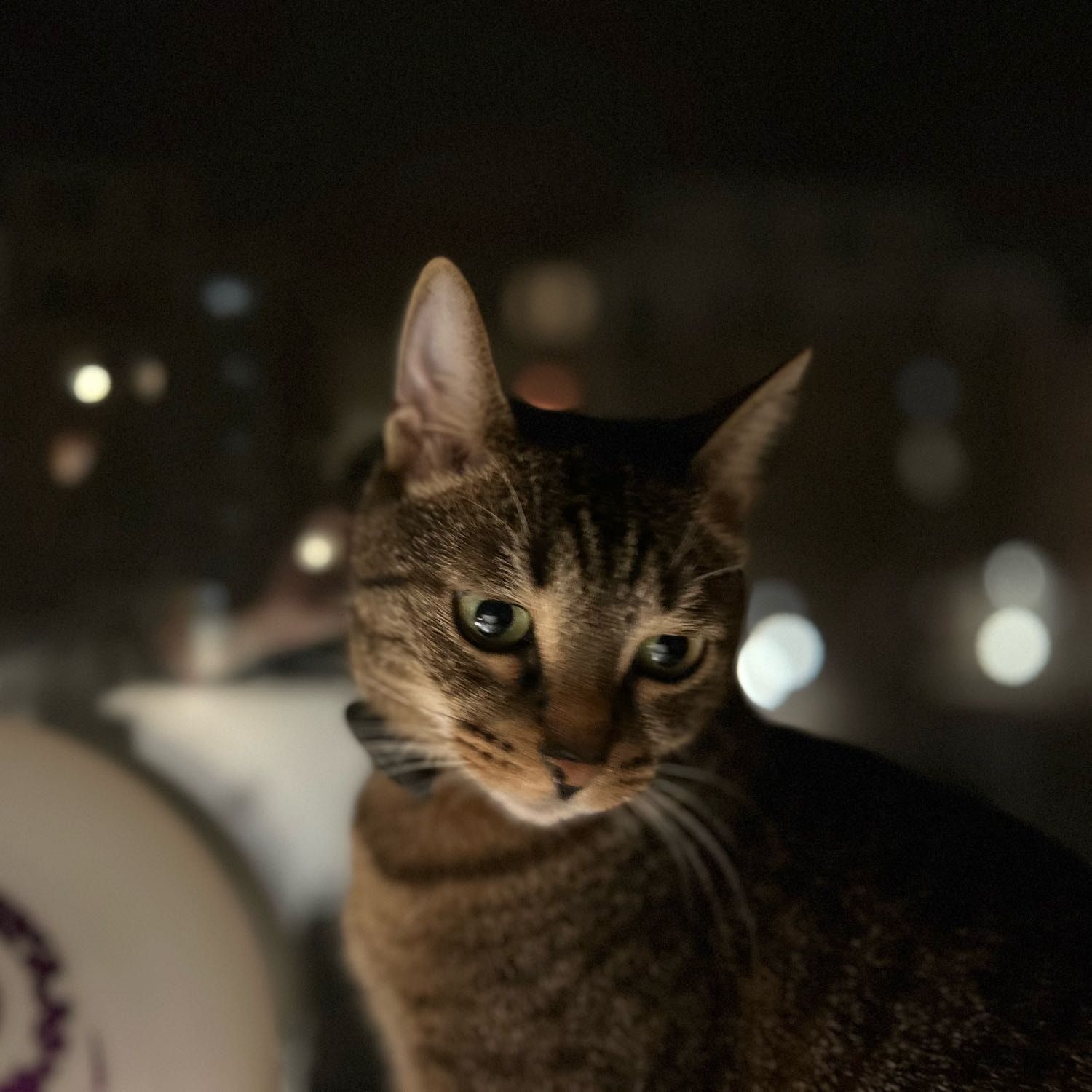 Ciko