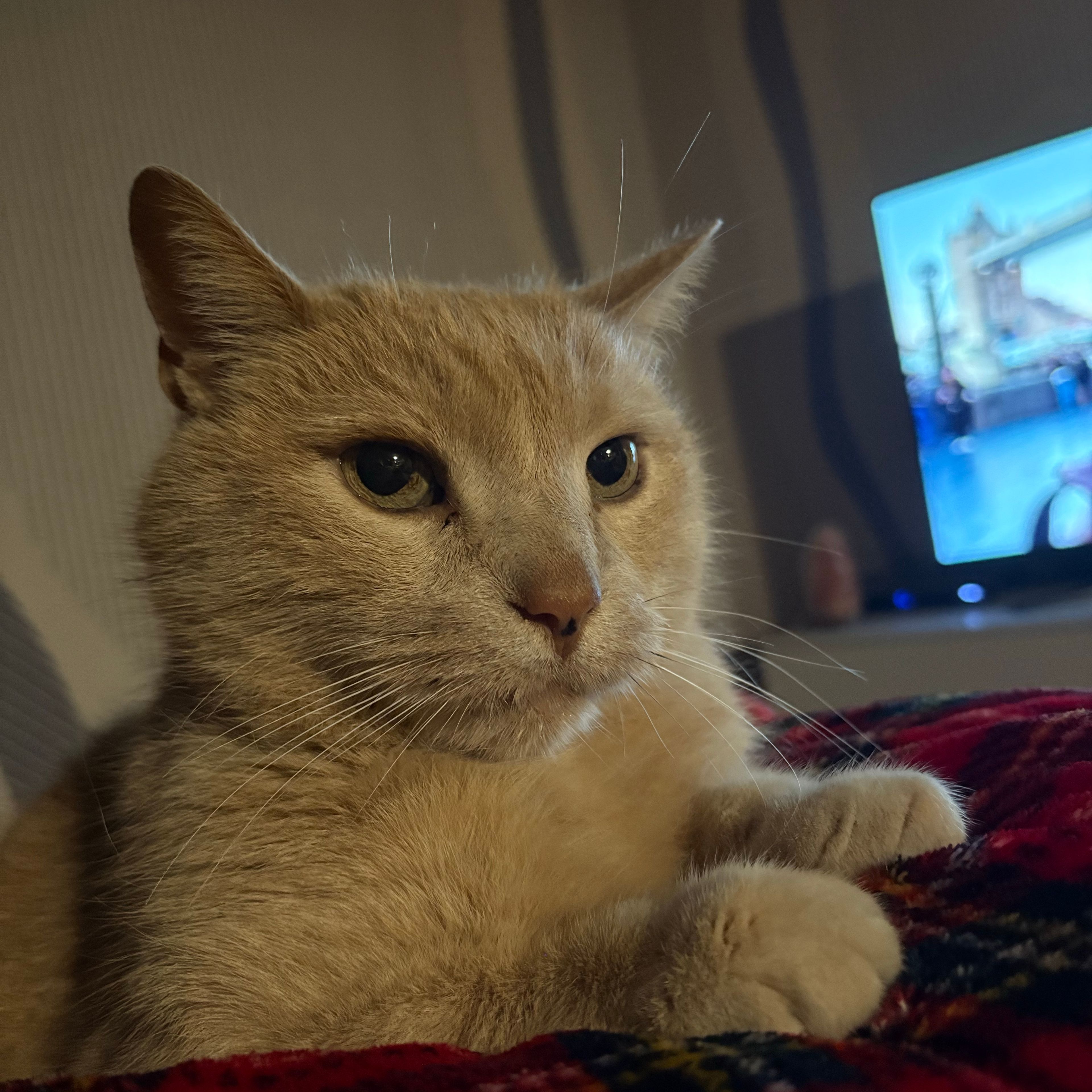 Simba