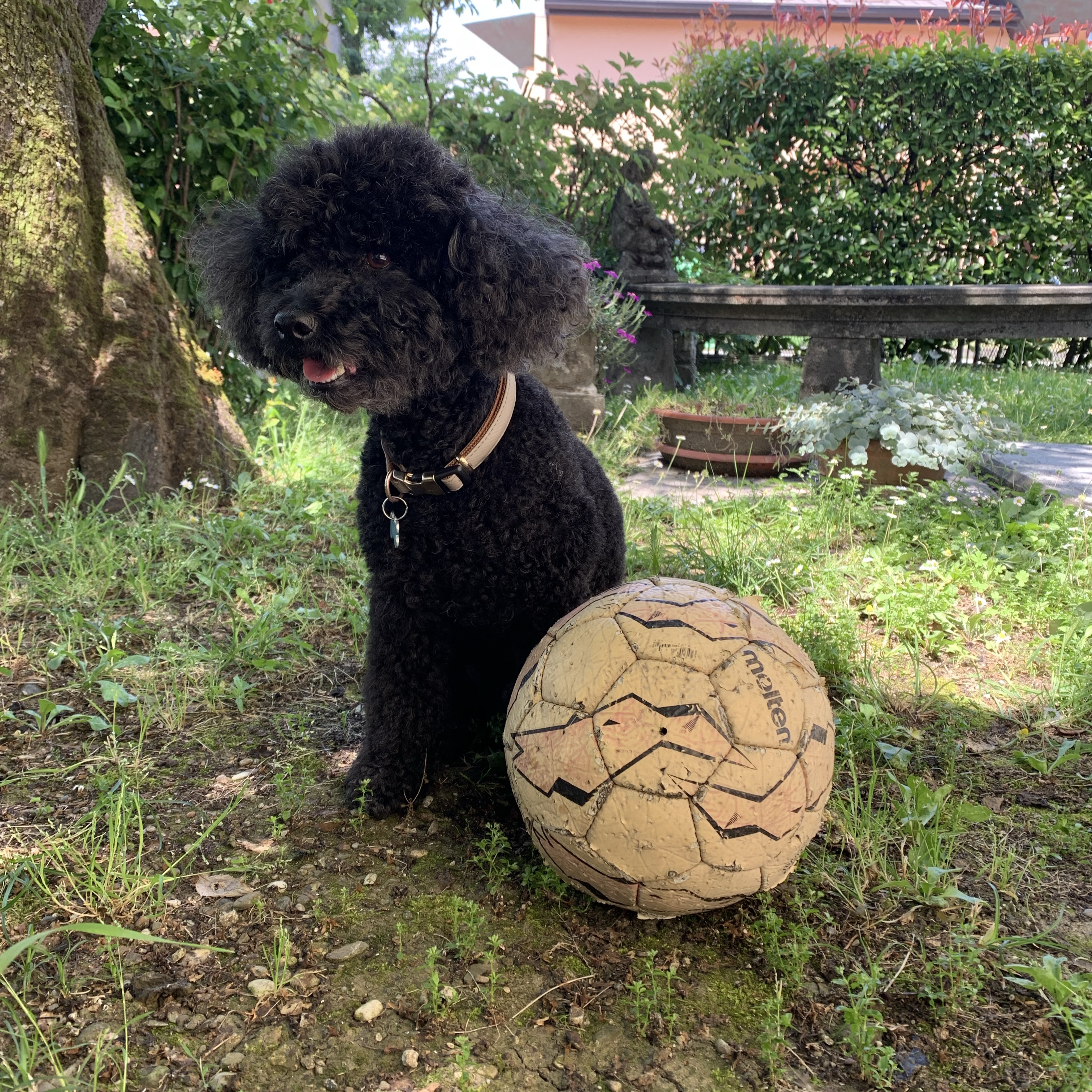 Coco