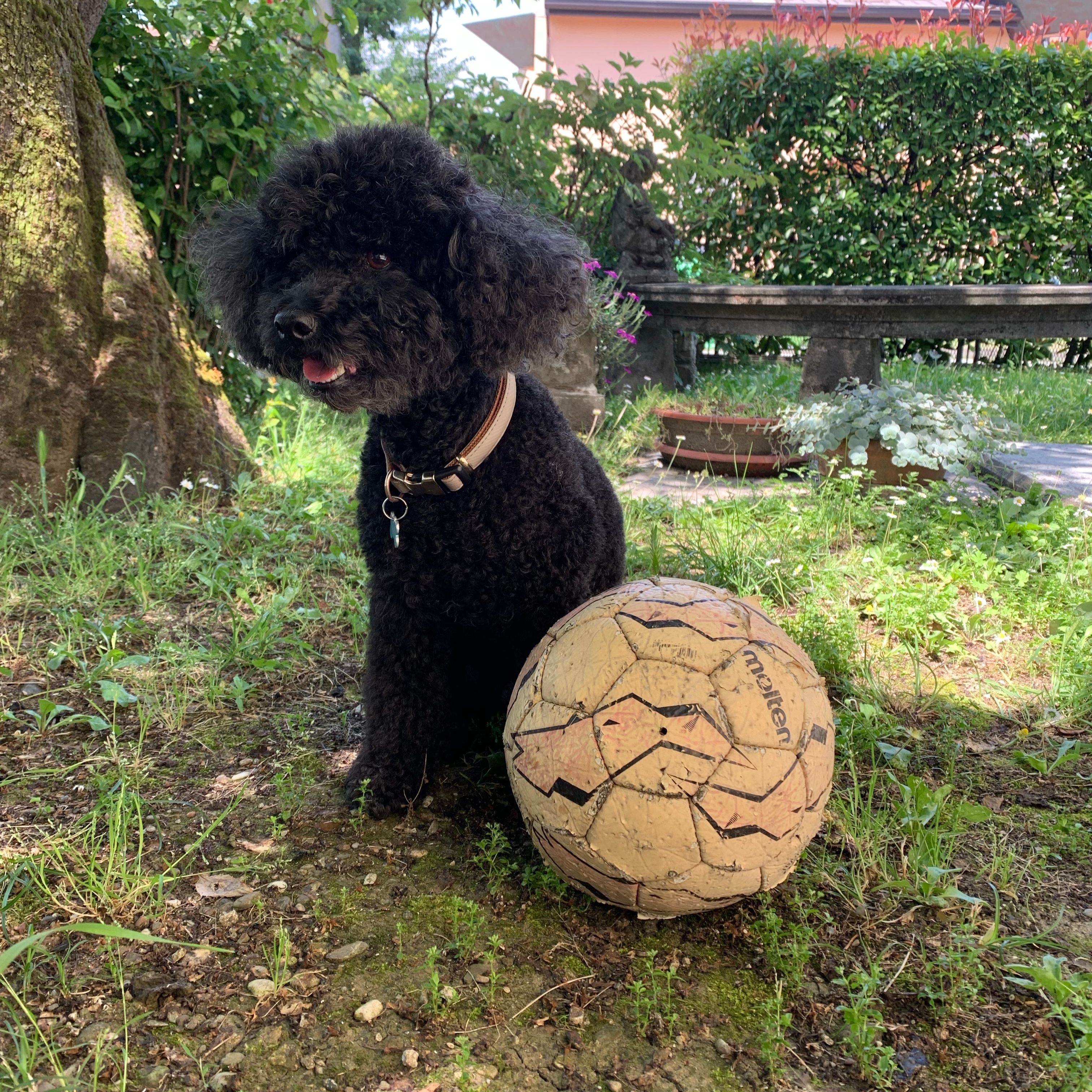 Coco