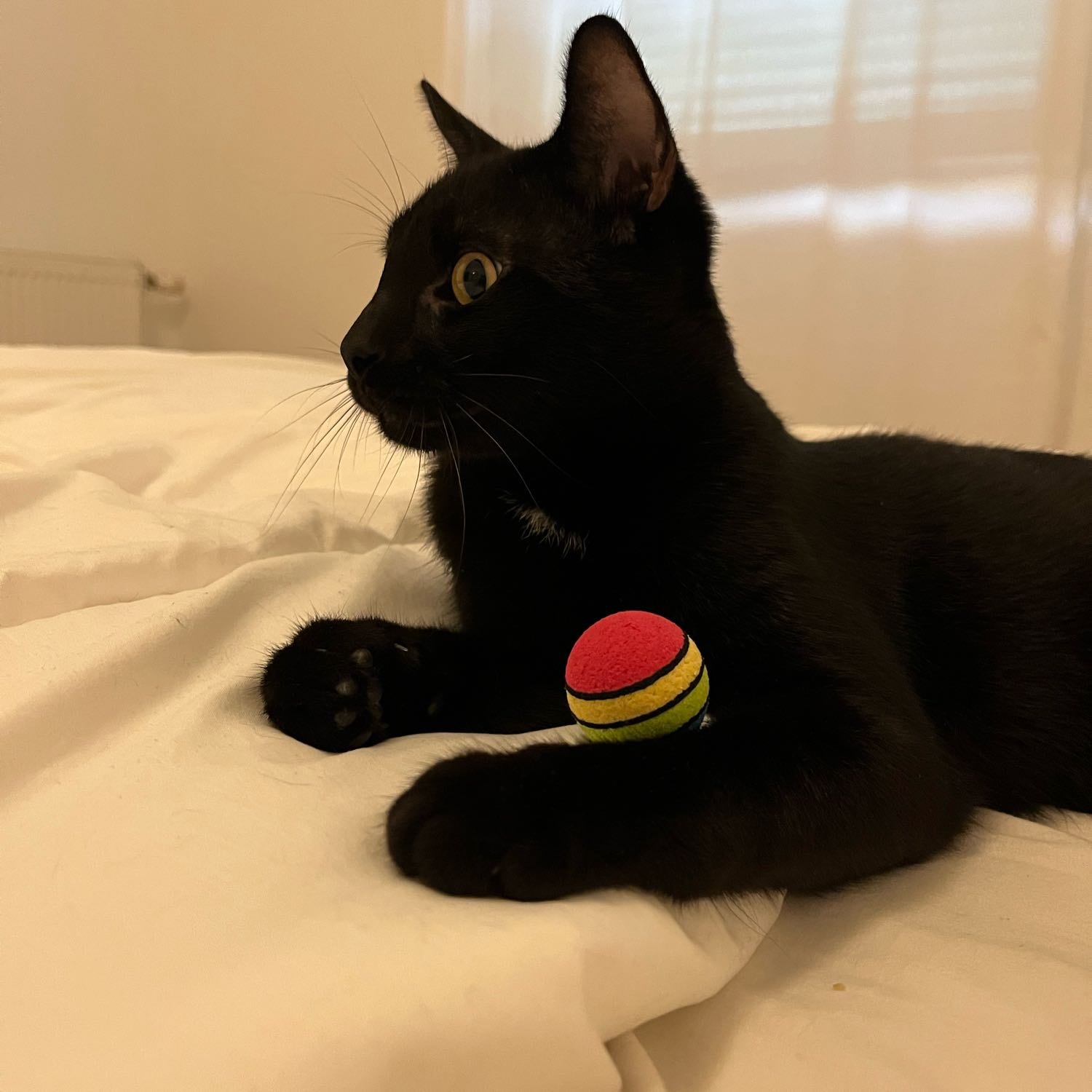 KROKMOO 