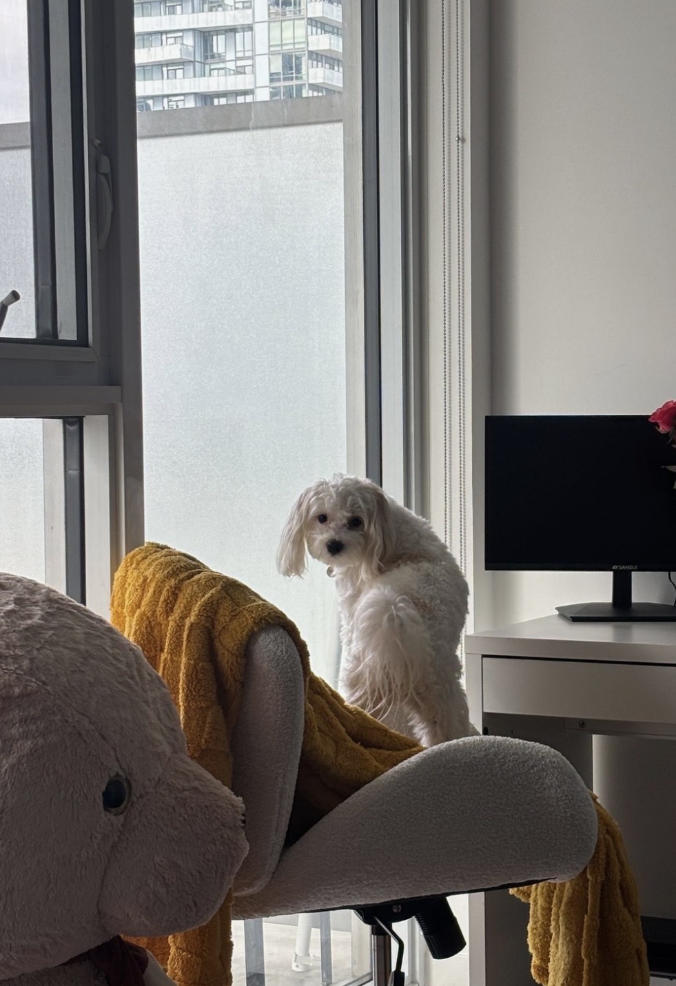 image-7
