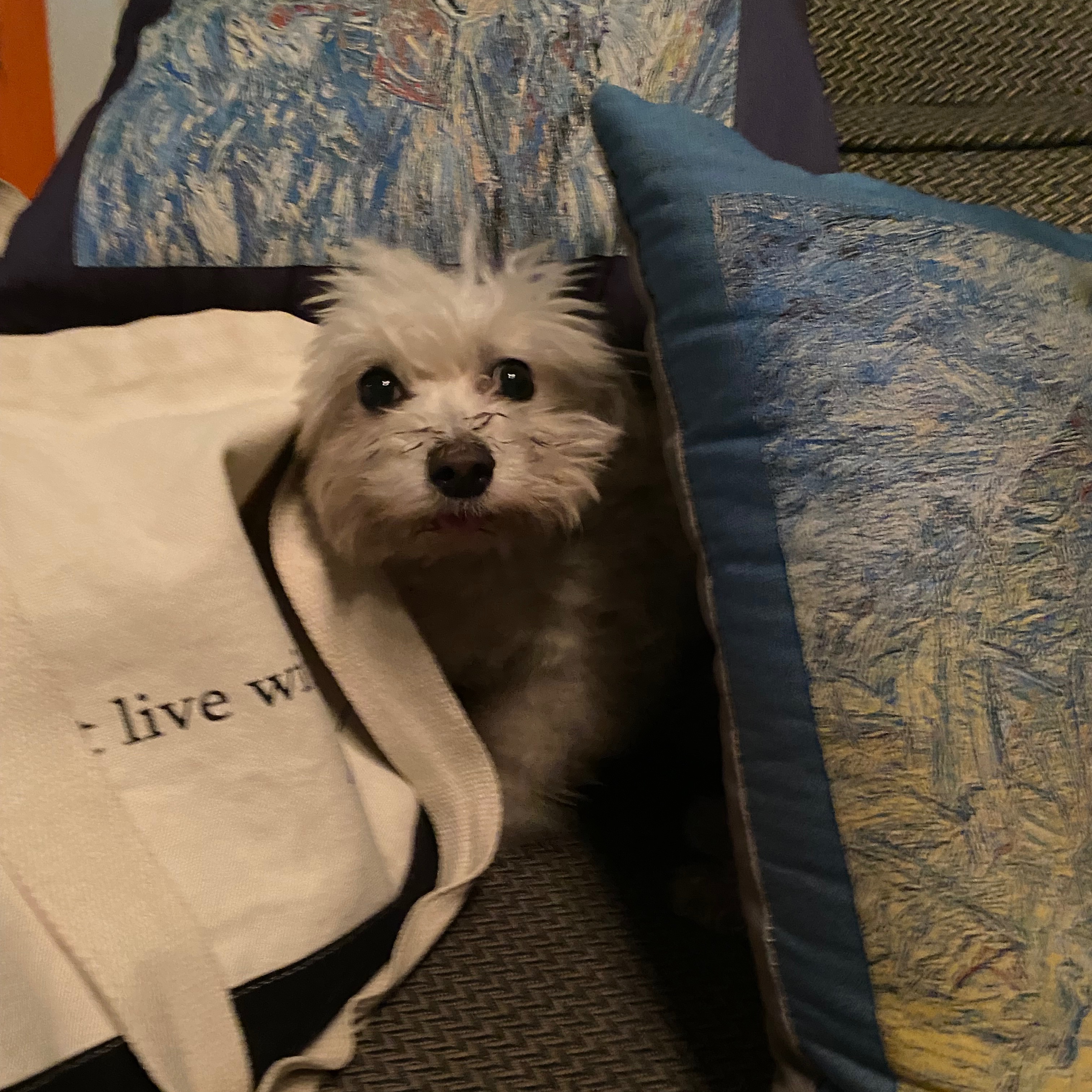 Dost (he doesn’t live with me)