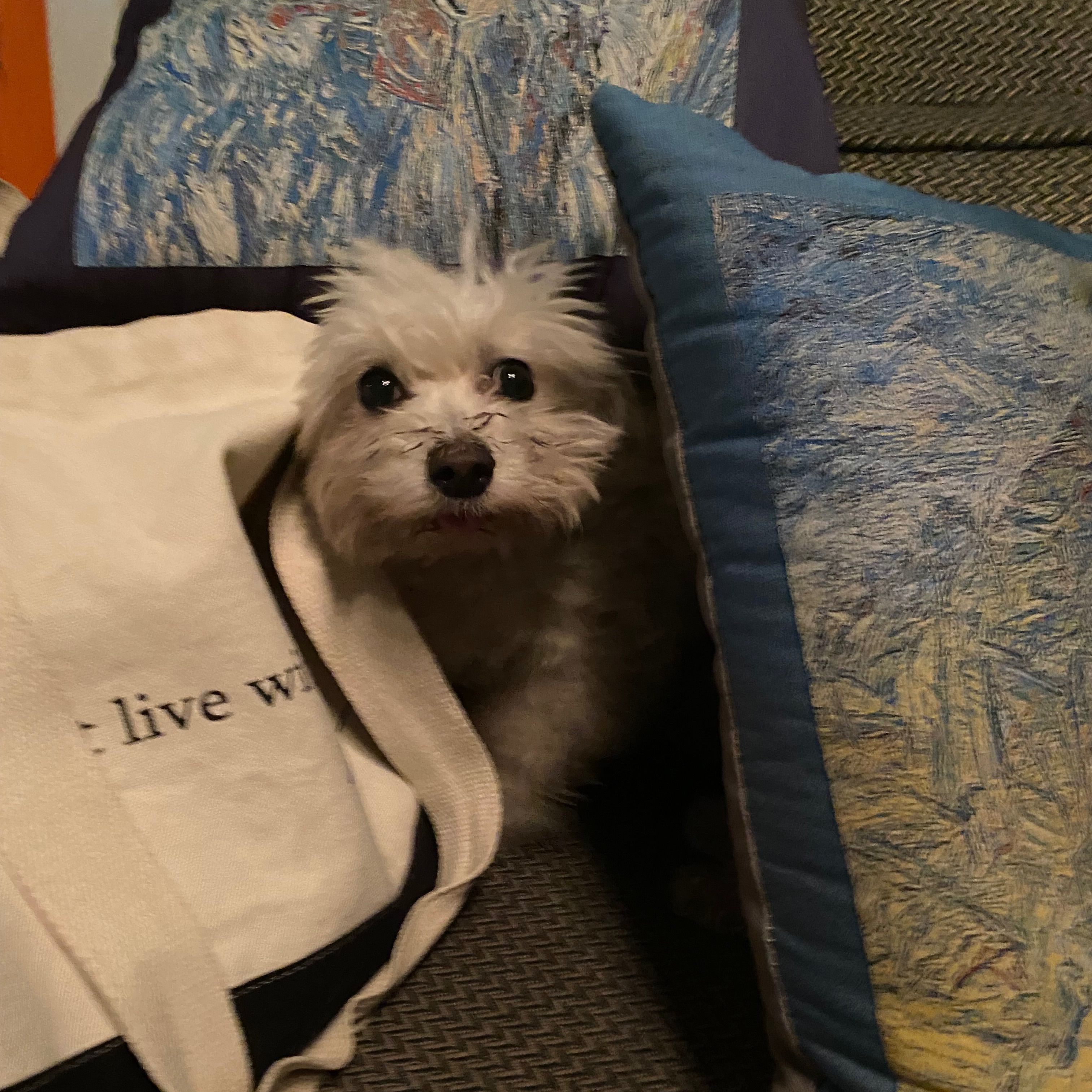 Dost (he doesn’t live with me)